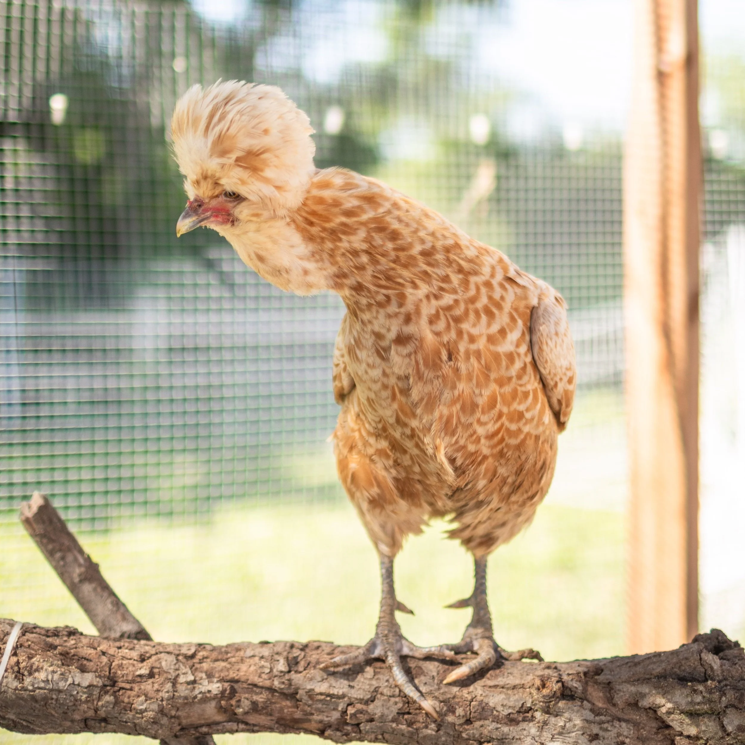 Chicken7_Bowie_Polish+Crested-Padovana.jpg