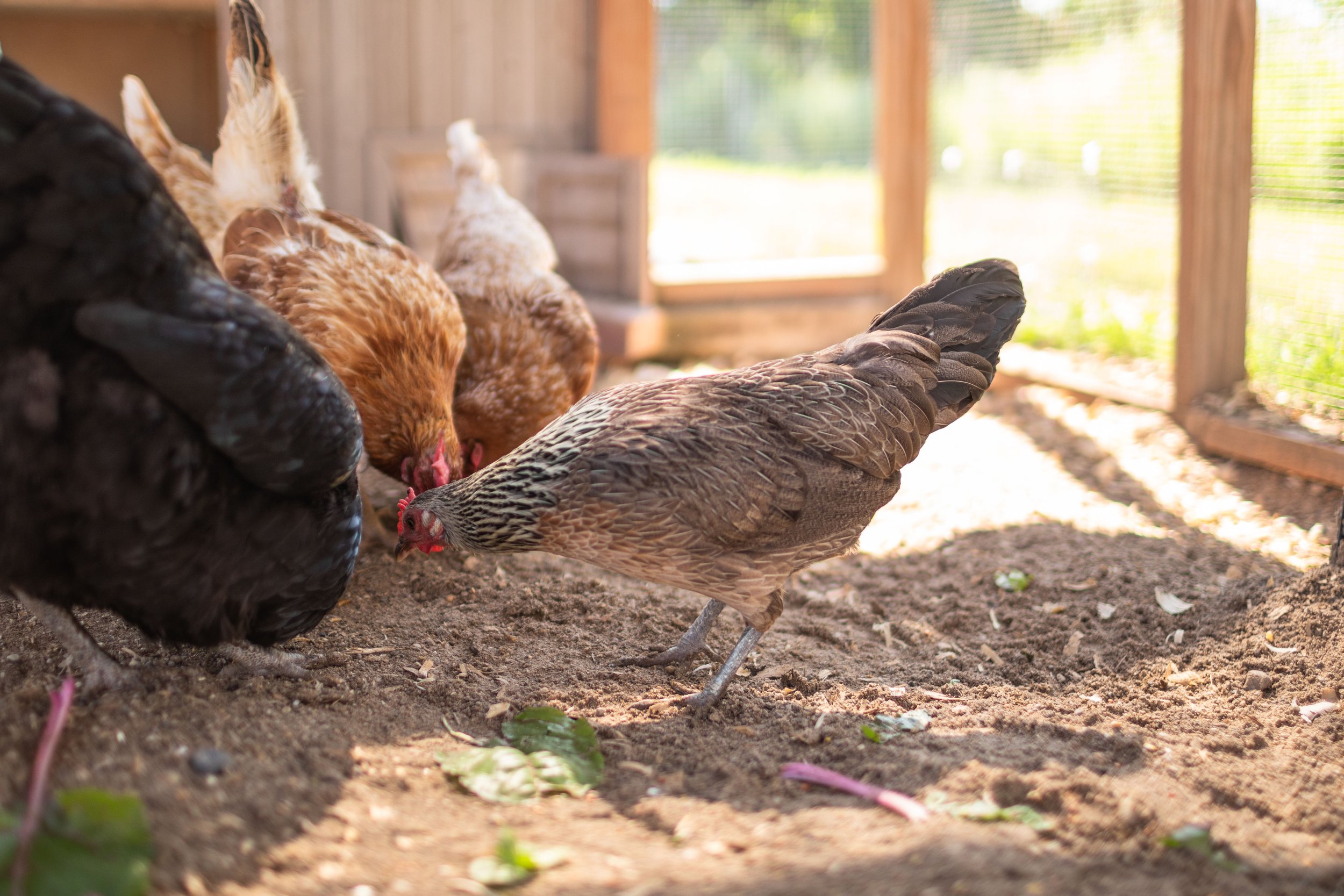Chicken1_Kip_Dutch Bantam.jpg