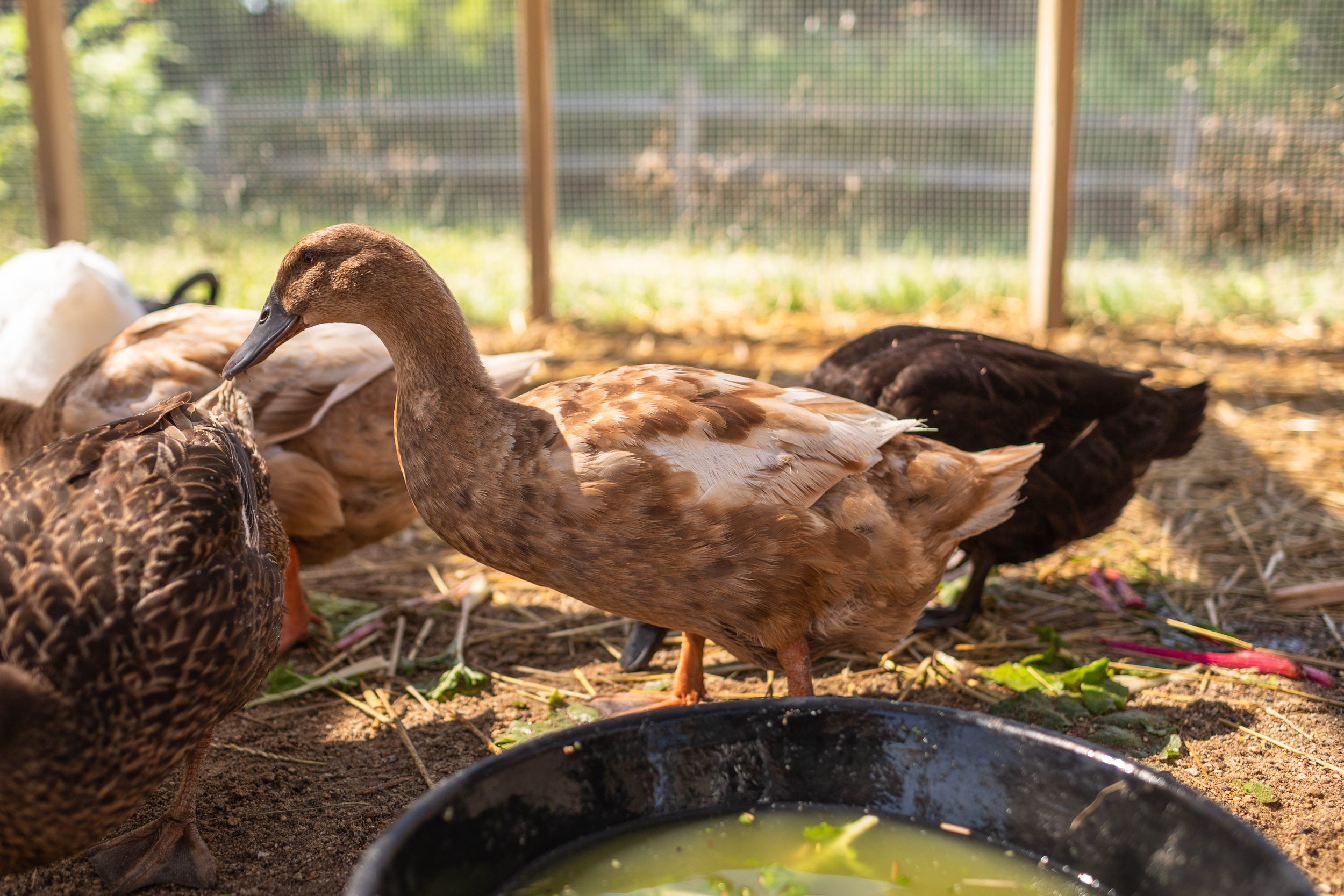Duck4_Mocha3_Khaki Campbell.jpg
