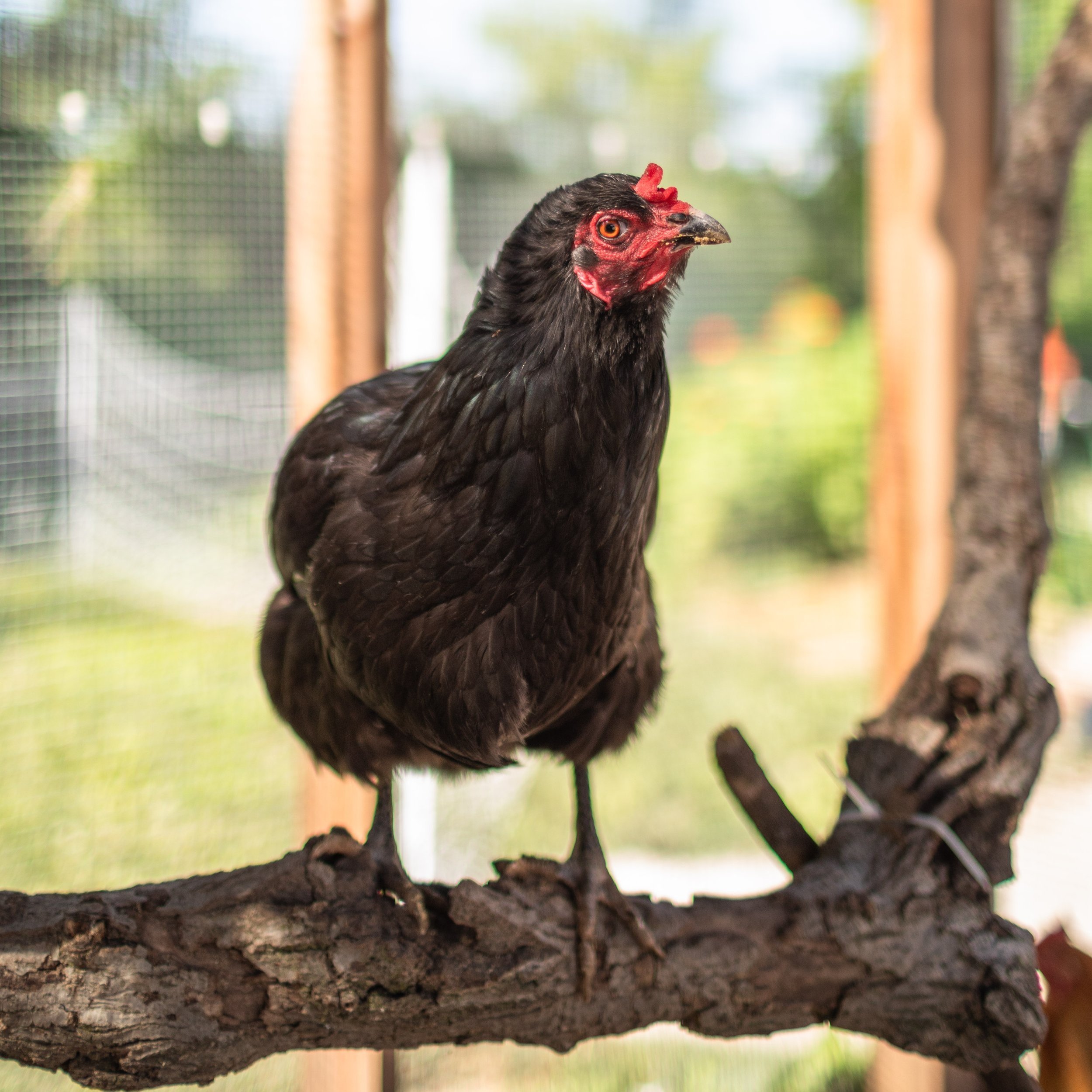 Chicken8_Pluto_Jersey+Giant.jpg