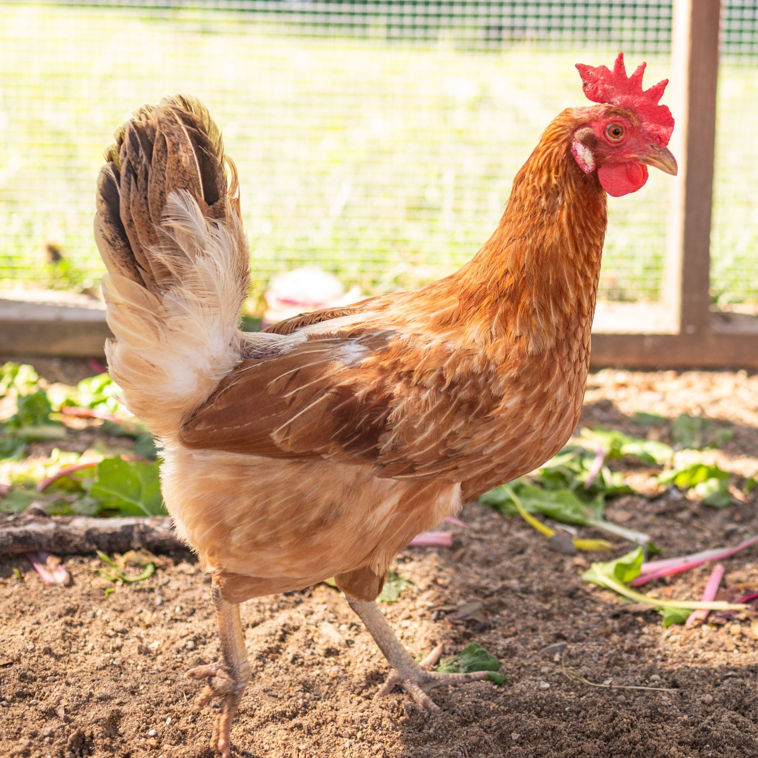Chicken2_Maybelle5_Golden+Comet.jpg