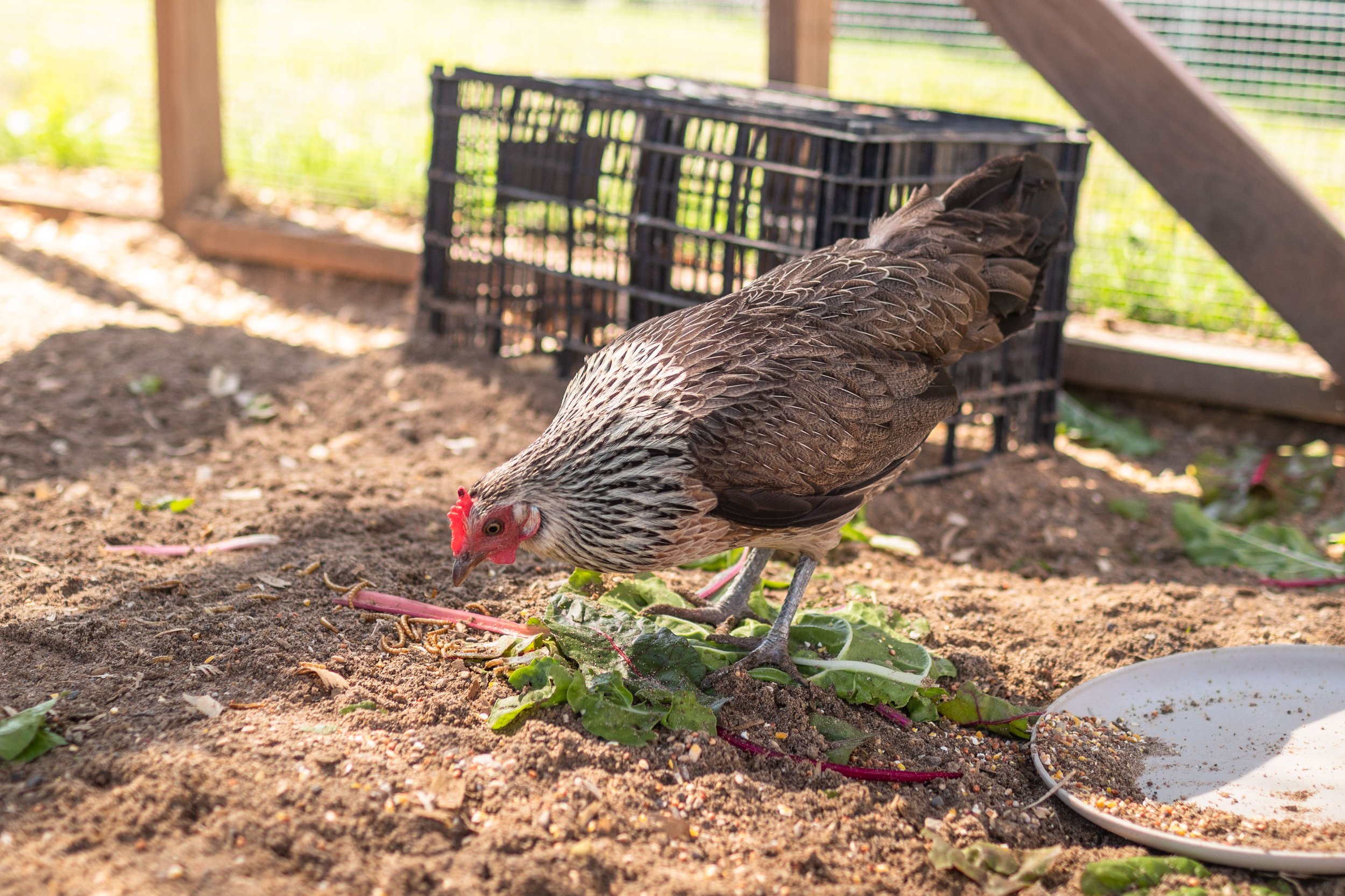 Chicken1_Kip5_Dutch Bantam.jpg