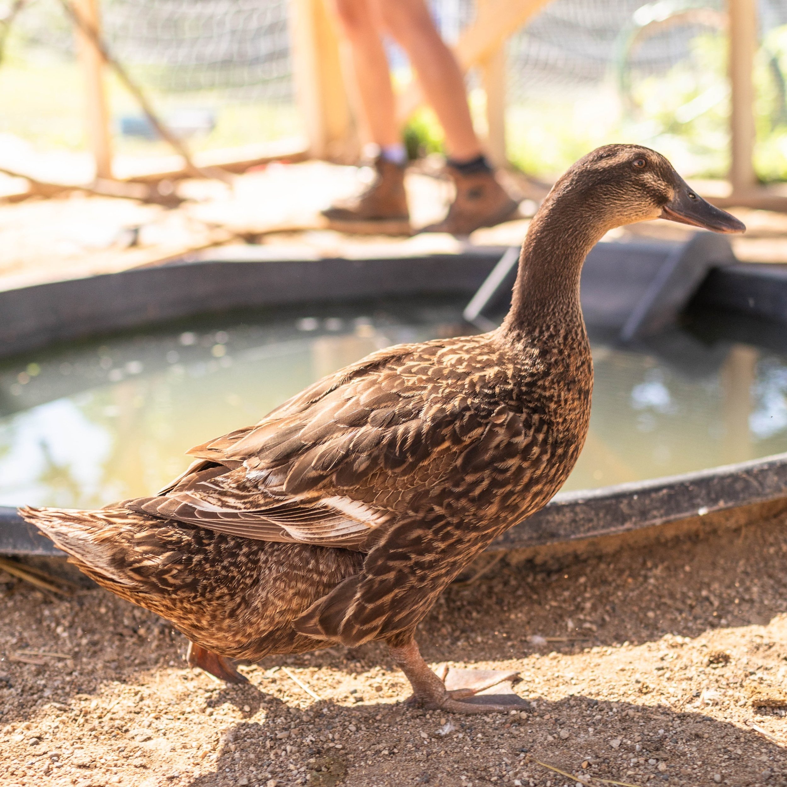 Duck6_Kelly2_Rouen.jpg