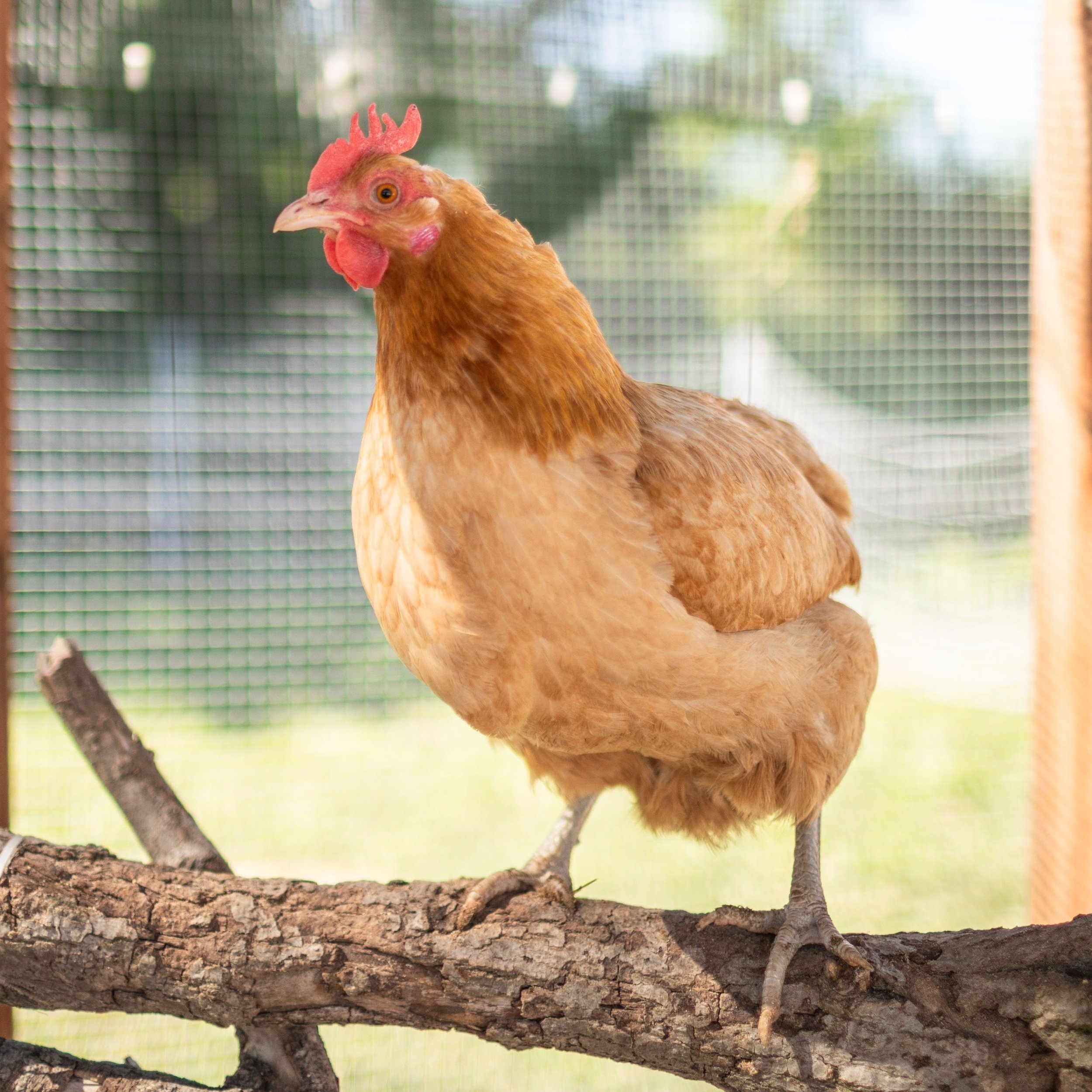 Chicken6_Moe_Mini+Orpington.jpg