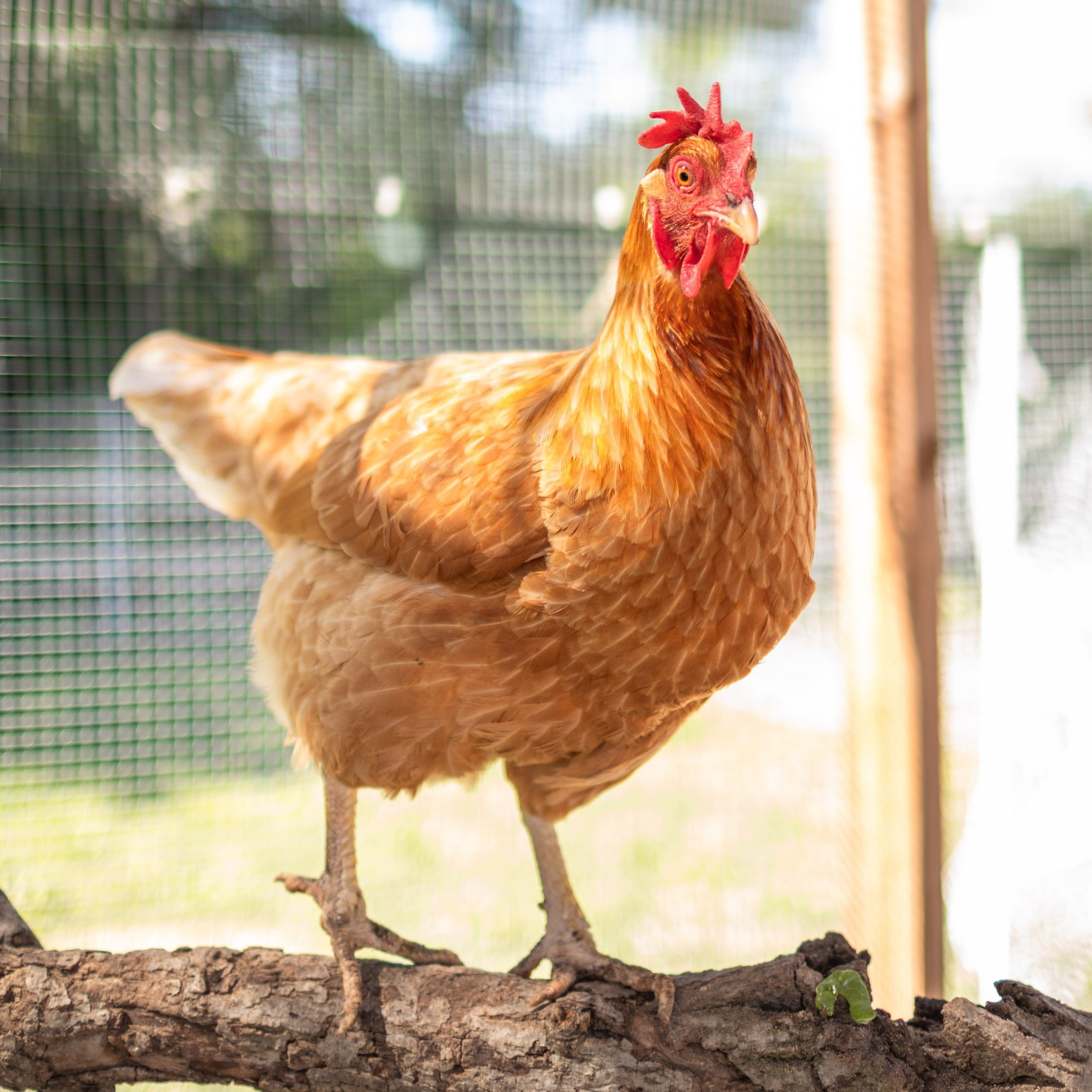 Chicken4_Cooper_Buff+Orpington.jpg