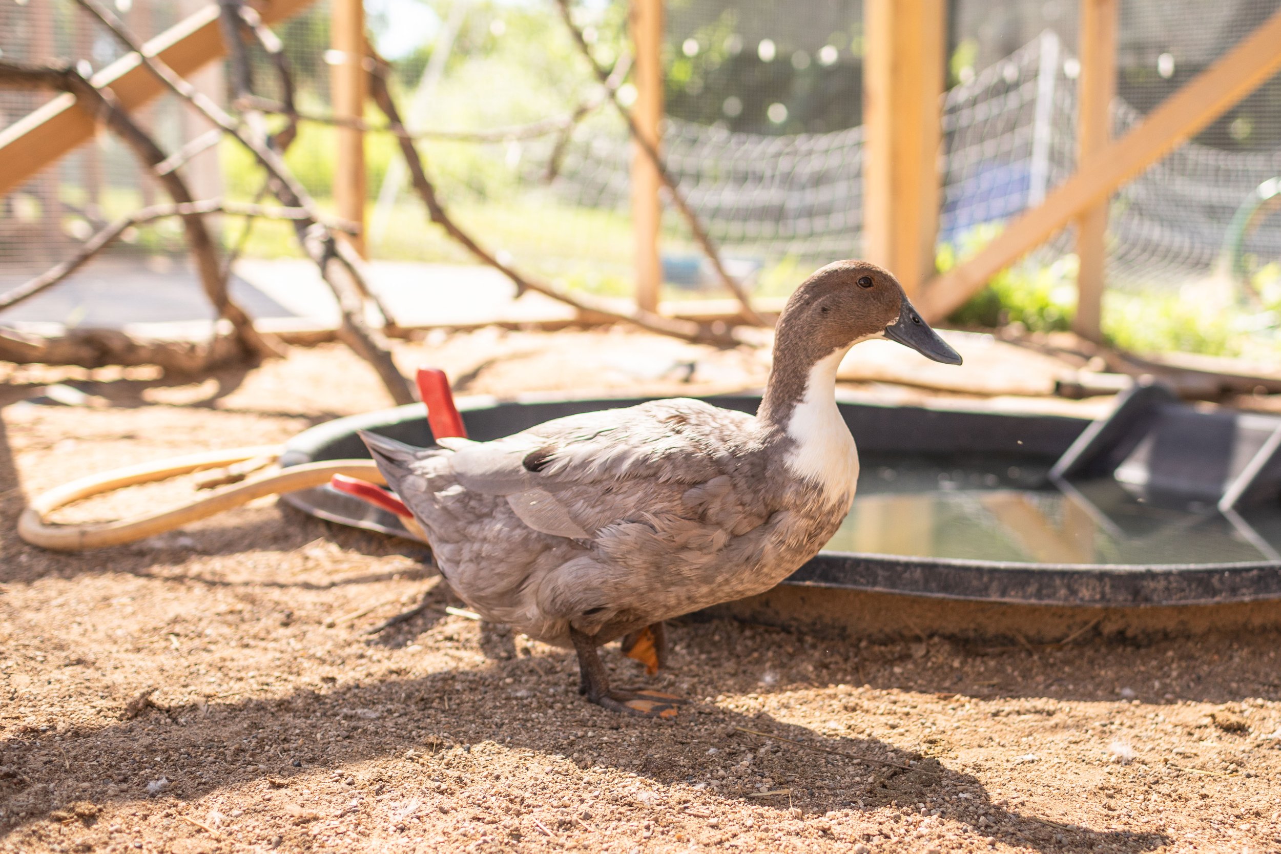 Duck8_Bluey_Blue Swedish.jpg