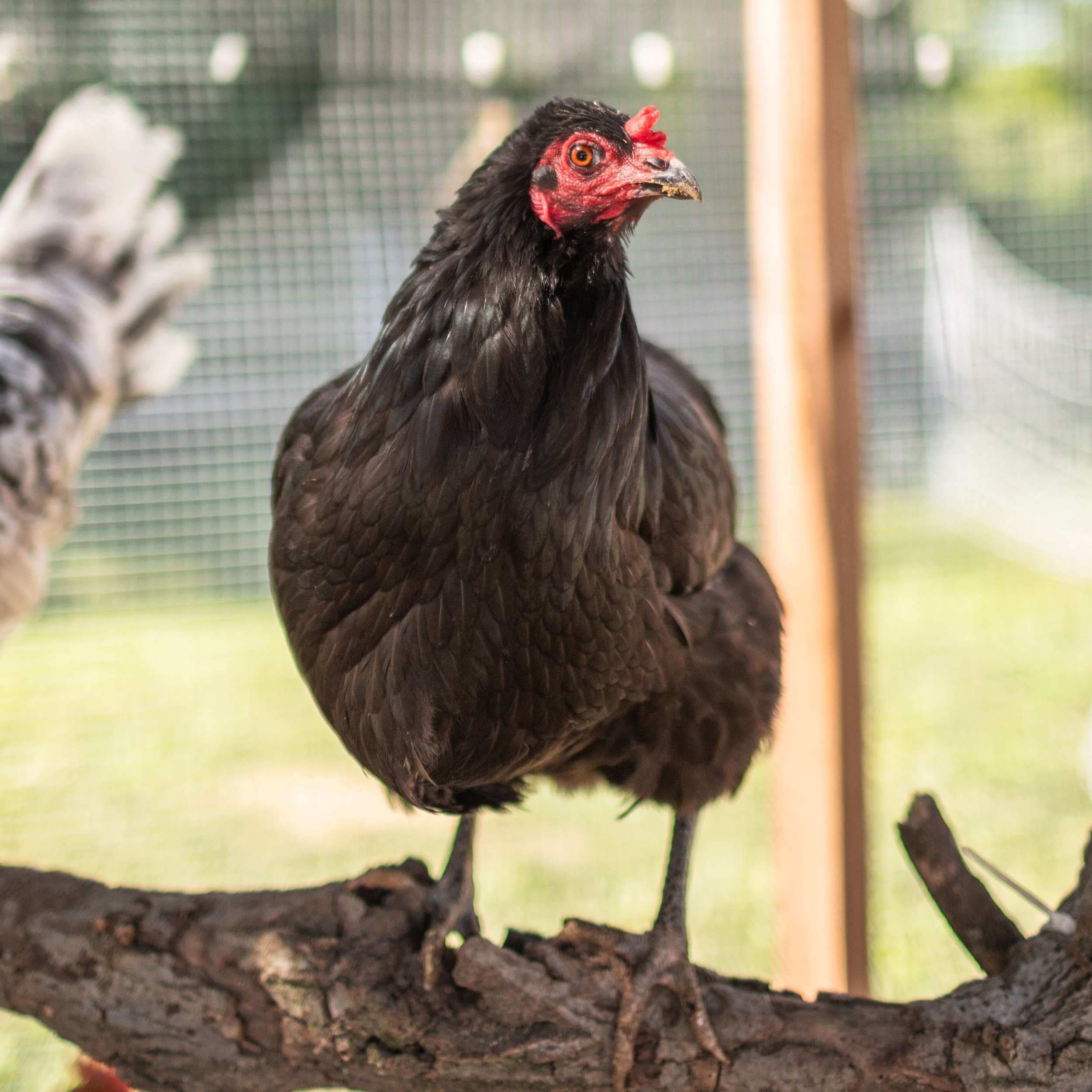 Chicken8_Pluto2_Jersey+Giant.jpg