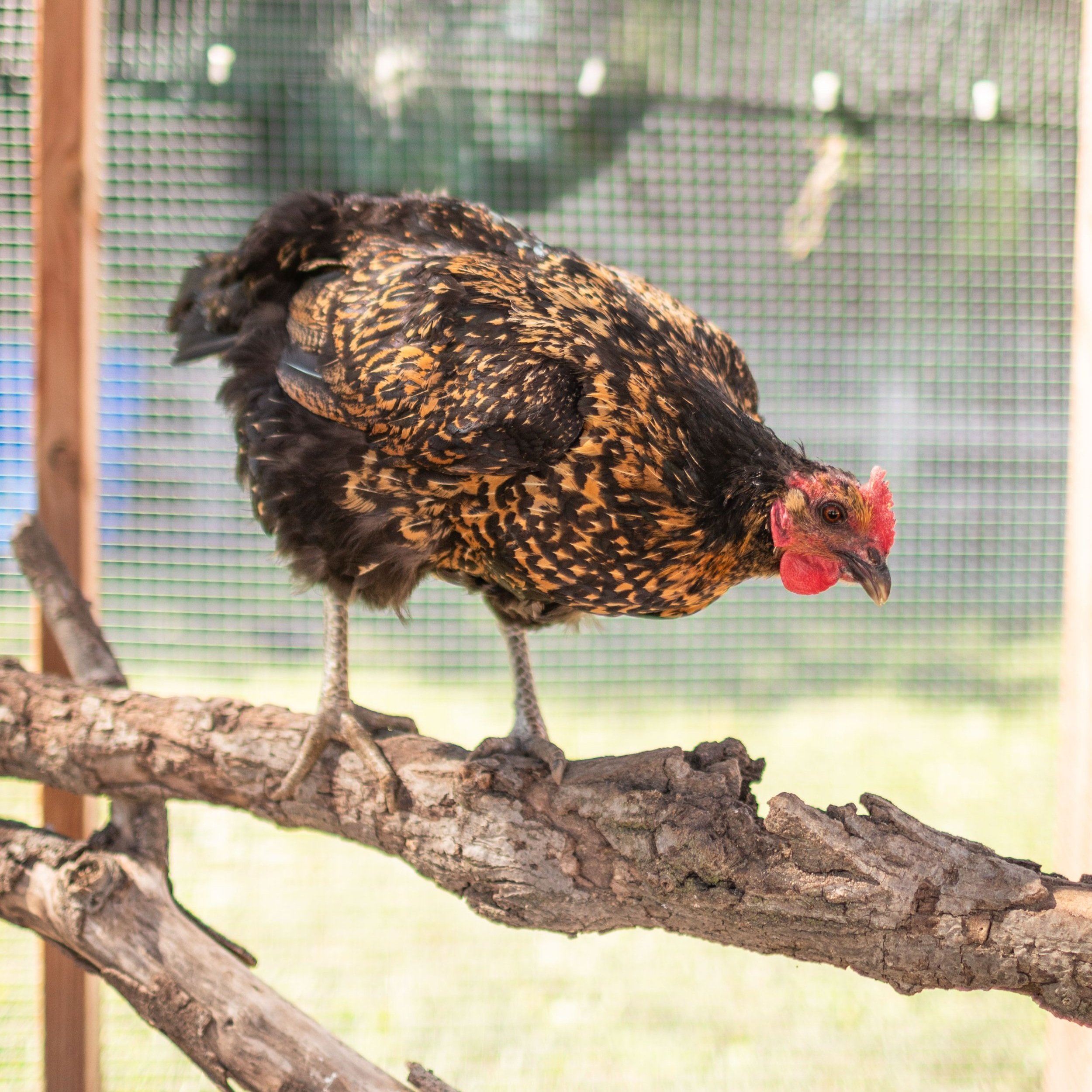 Chicken3_Rhoda_Gold+Laced+Wyandotte.jpg