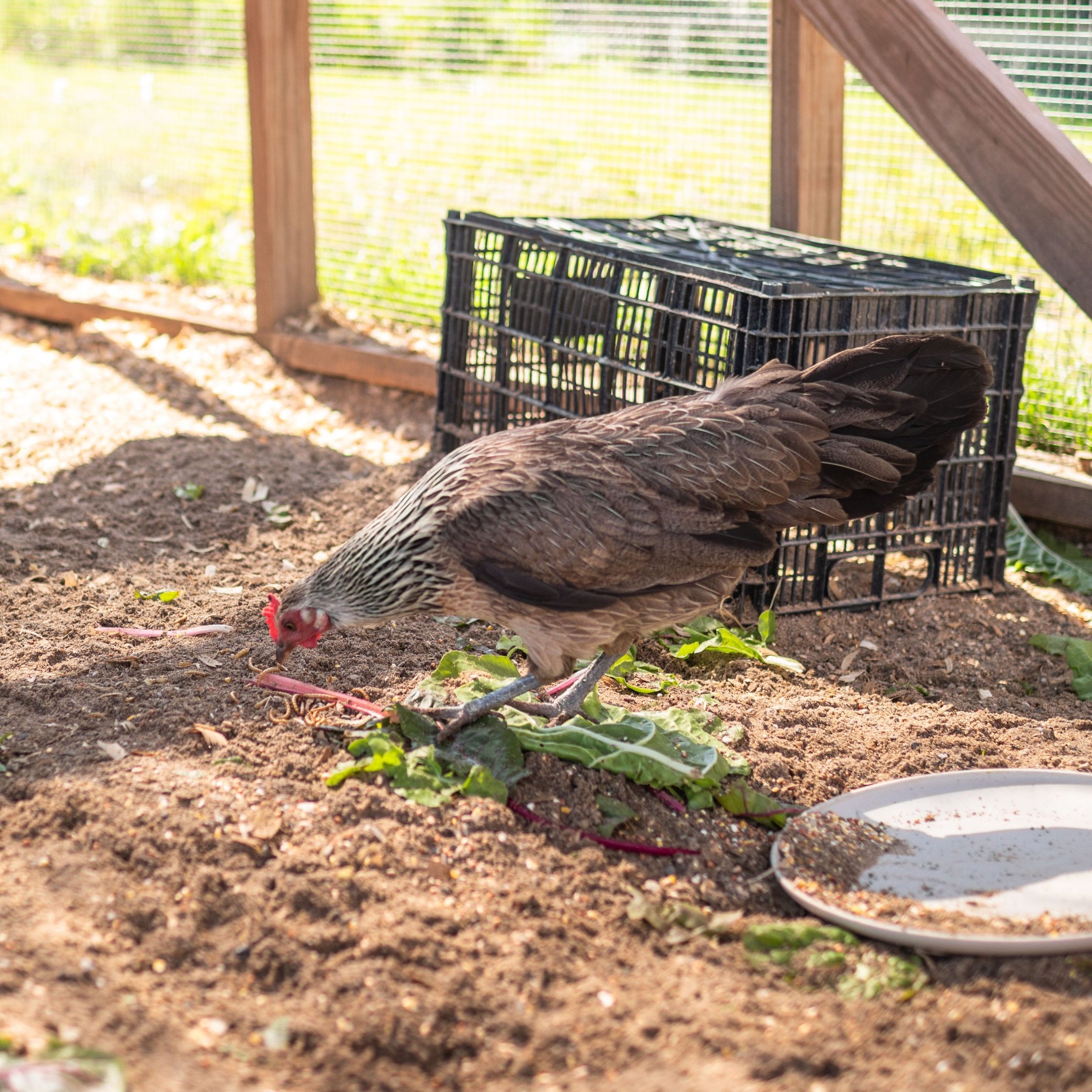 Chicken1_Kip3_Dutch+Bantam.jpg