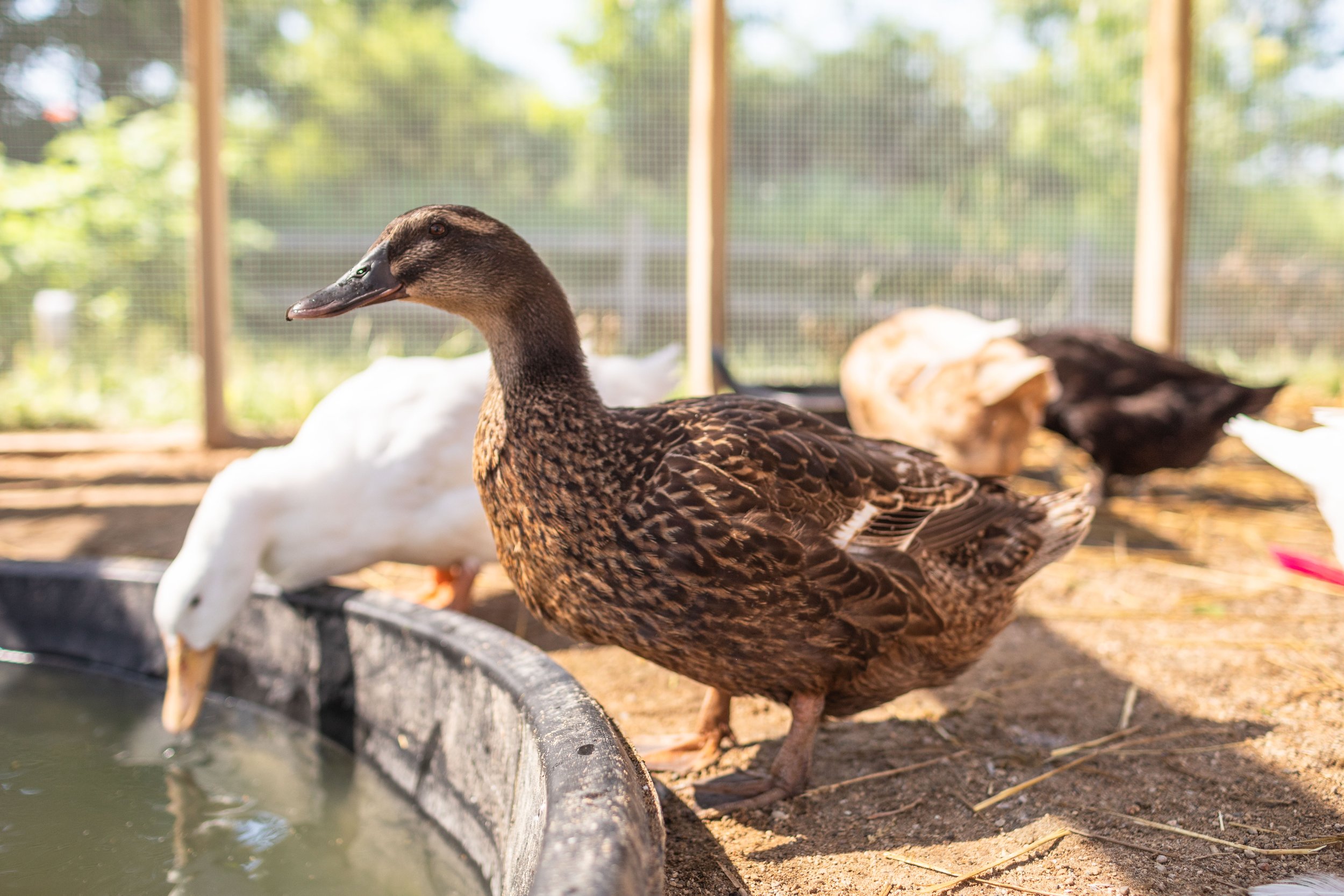 Duck6_Kelly4_Rouen.jpg