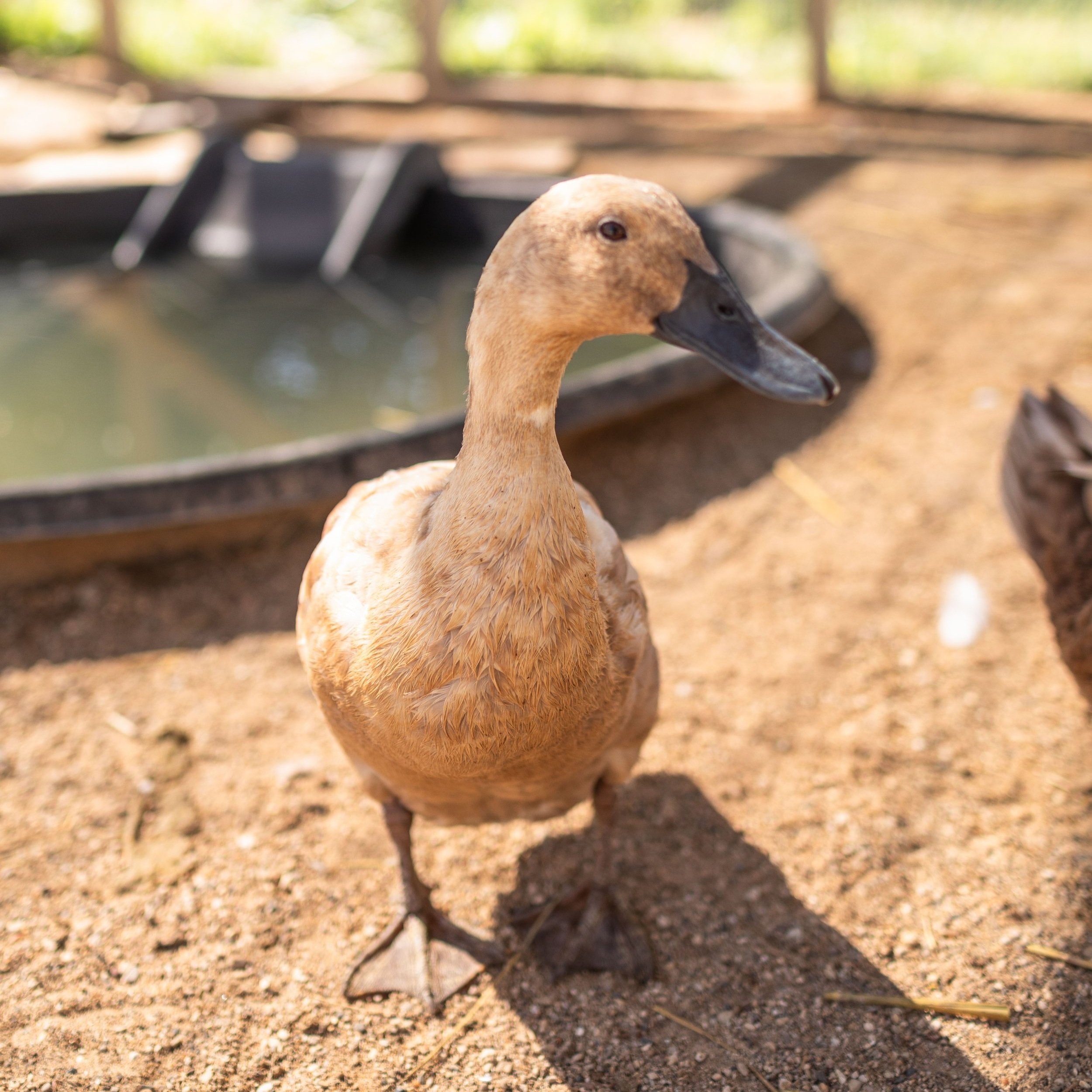 Duck5_Latte2_Buff+Orpington+Duck.jpg