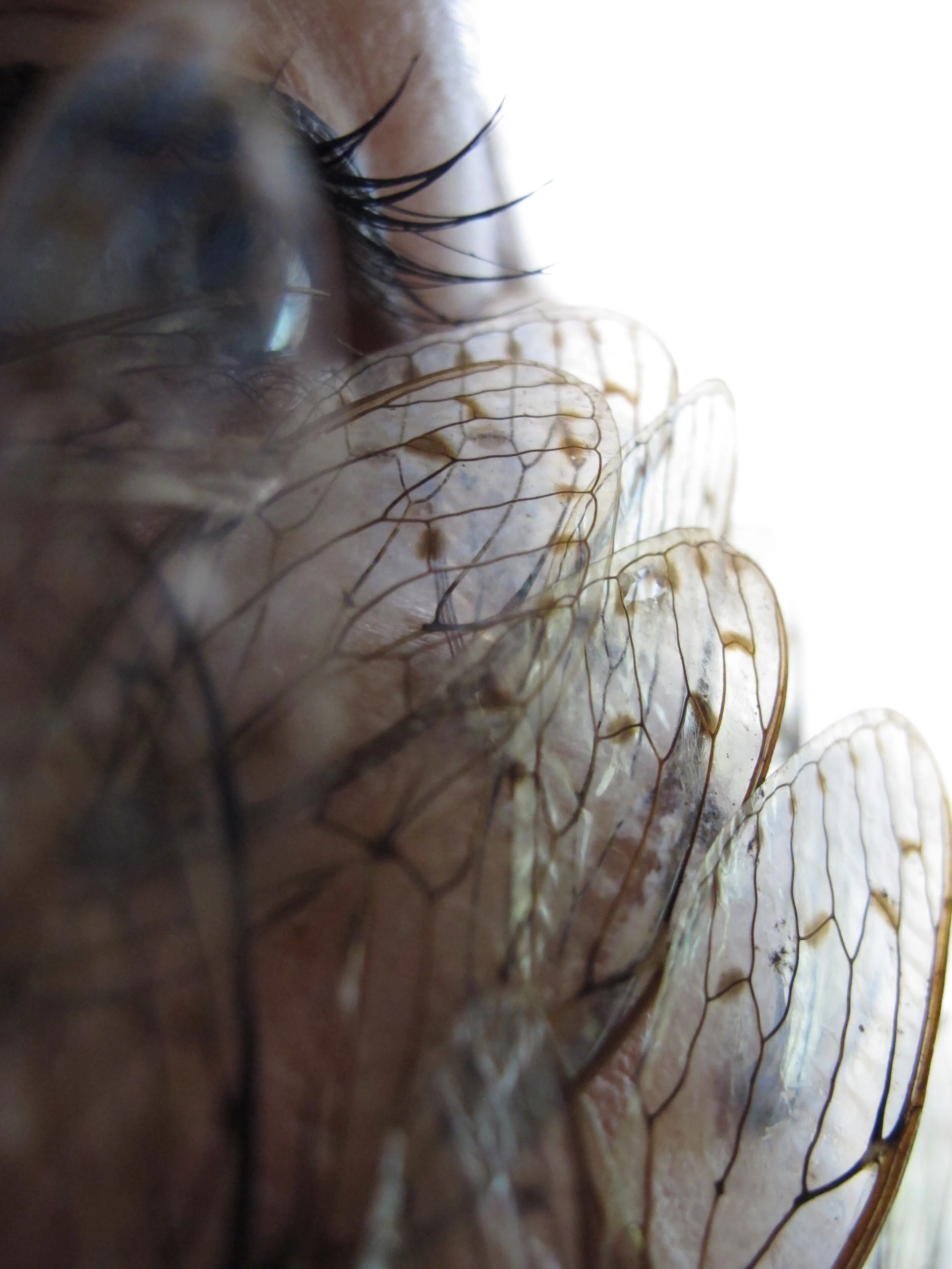 Cicada Pupil Female 2011.JPG