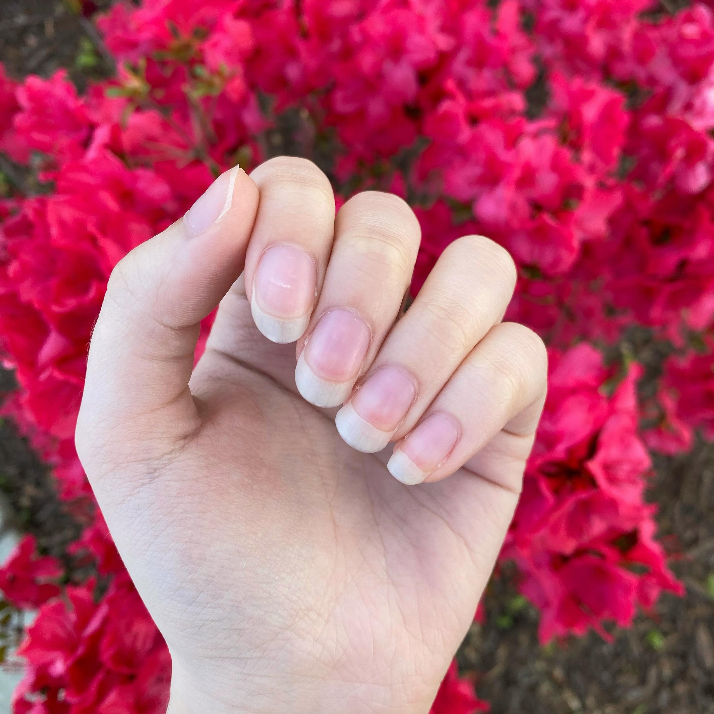 These flowers I spotted out and about were just too beautiful to not take a nailfie with!! 🤭 God has been consistently amazing me with every bloom I see, so I wanted to share some particularly vibrant ones with you. 🌺💕

How have you been? ✨ It&rsq