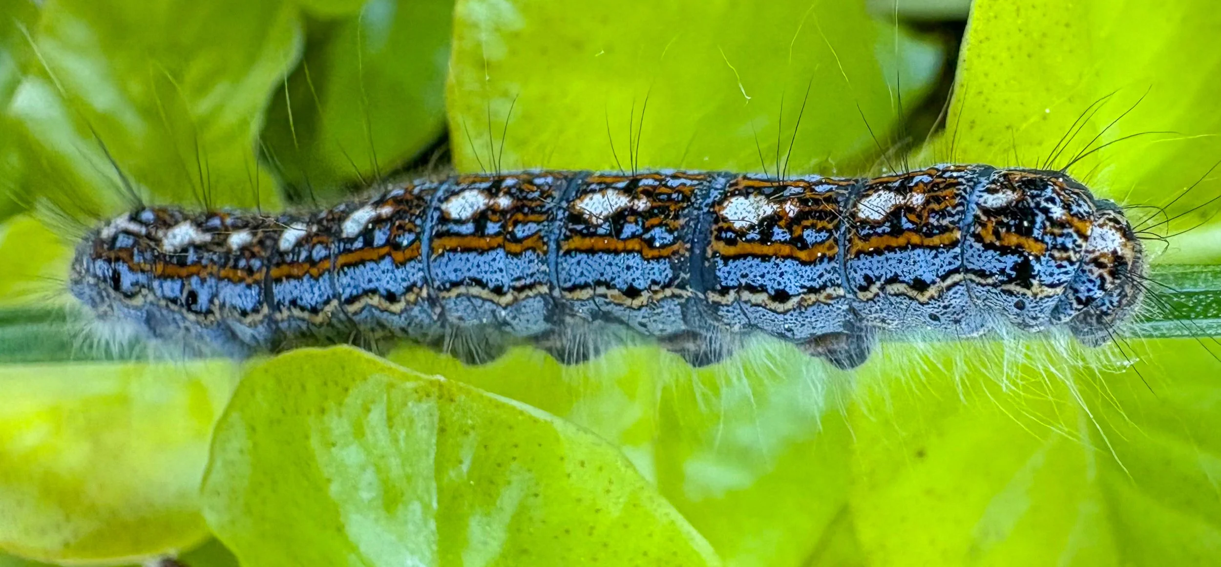 macro image of long blue and brown caterpillar on bright green leaves