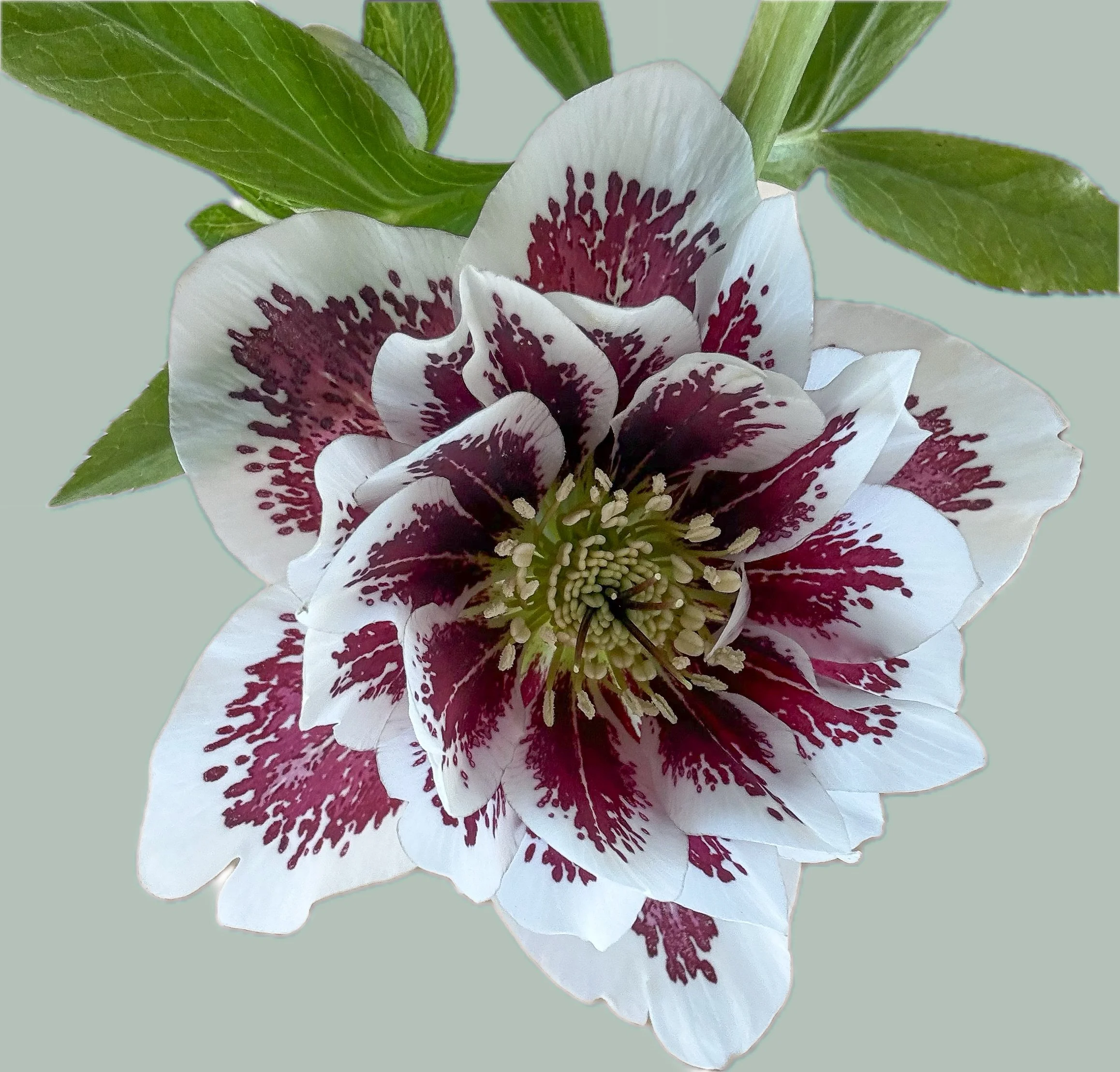 image of single purple and white double blooming hellebore