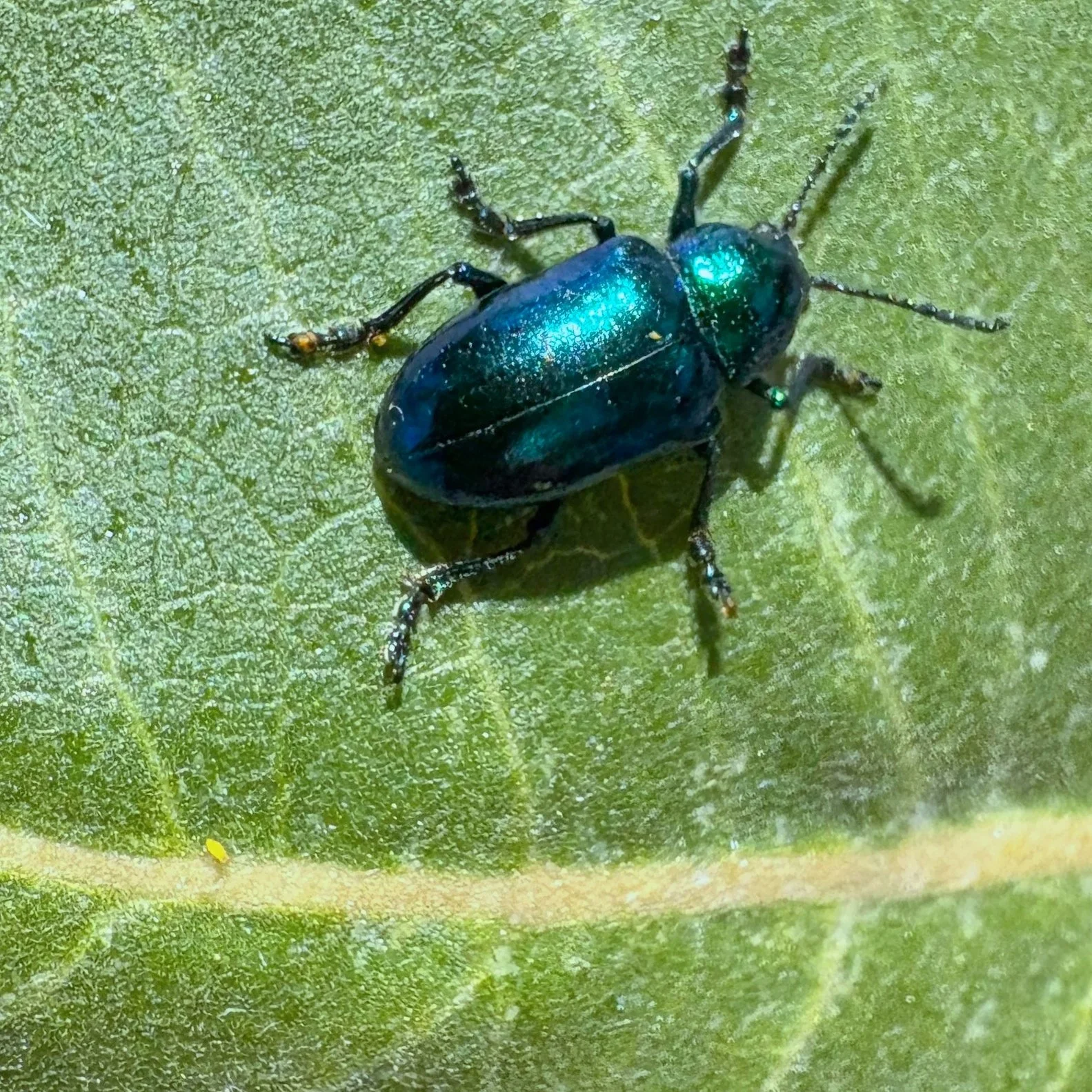 EMBRACING BENEFICIAL BUGS