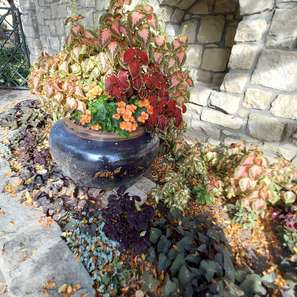 Coleus and Begonia Planting