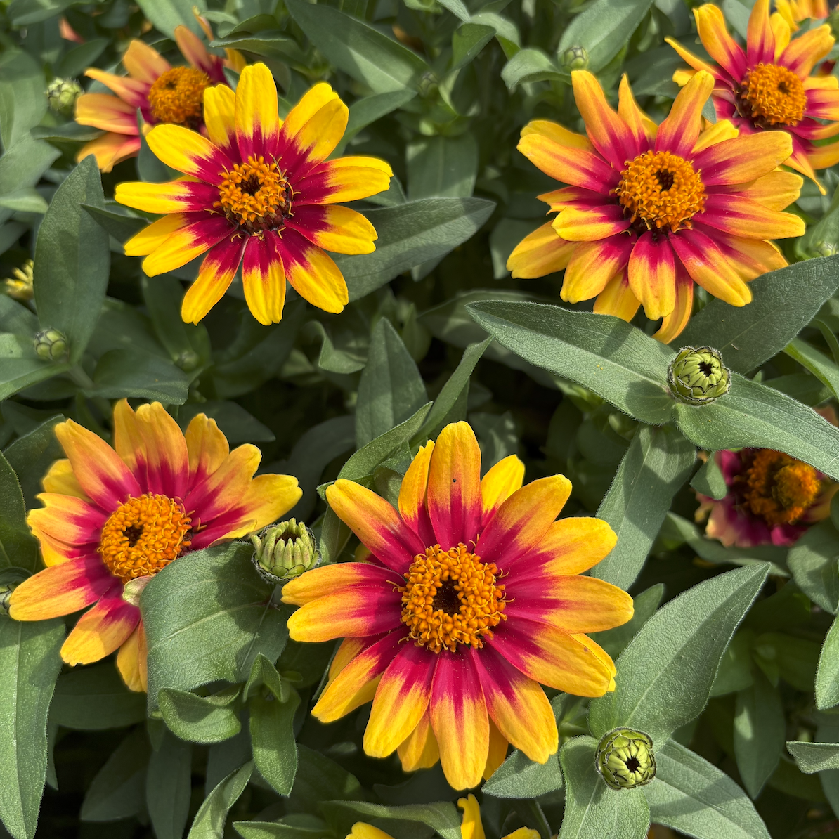 Sunny Zinnias