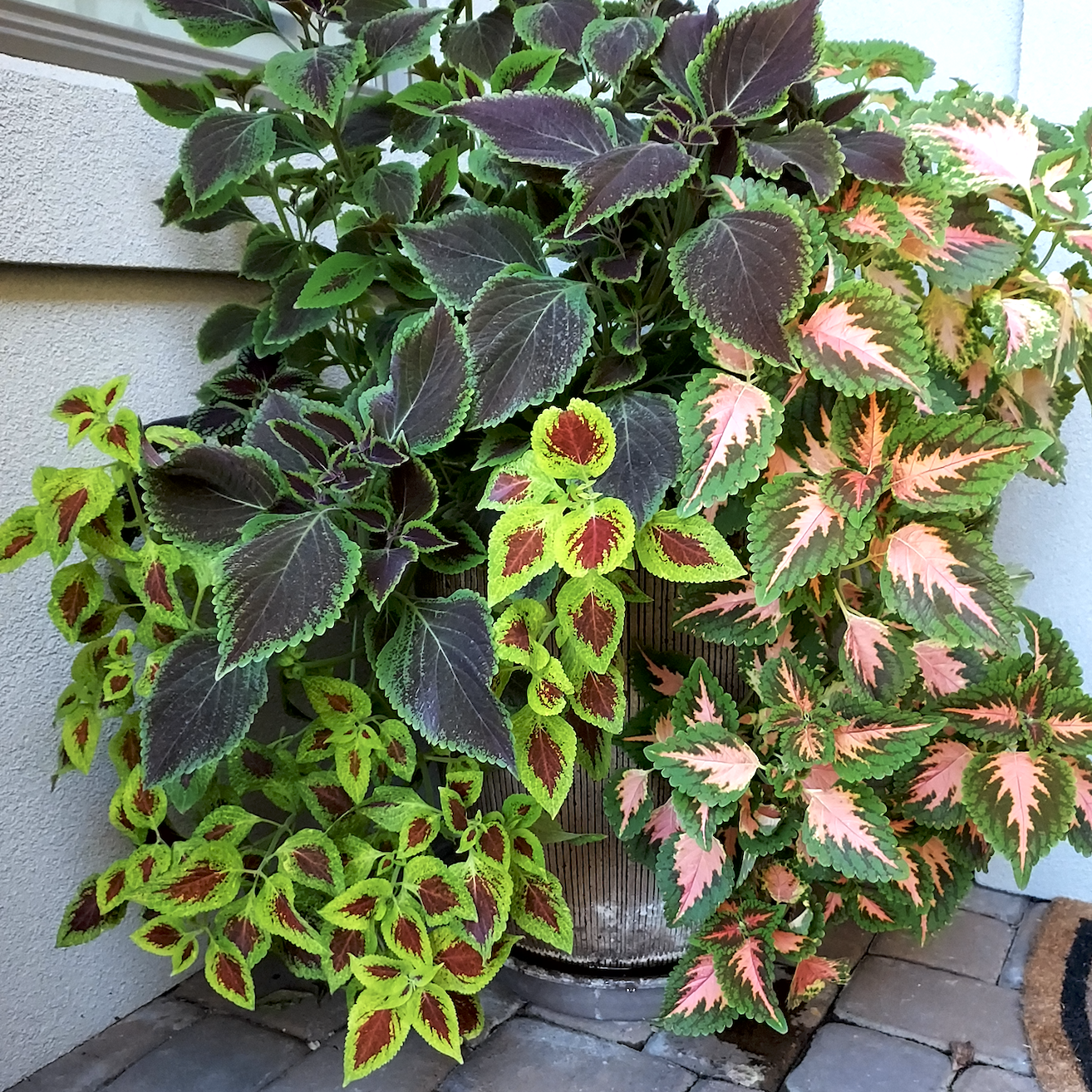Coleus