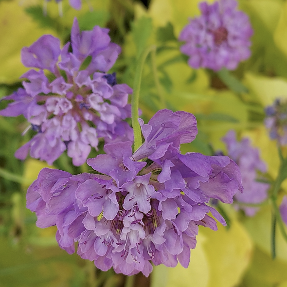 Scabiosa