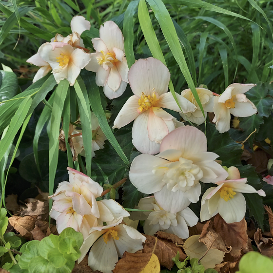 Champagne begonia