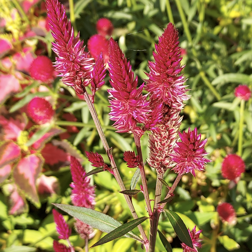 Wheat celosia, spicata