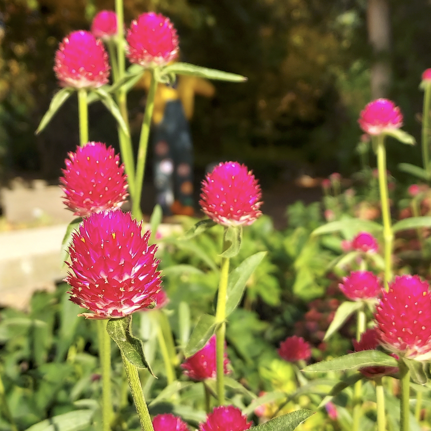 Gomphrena