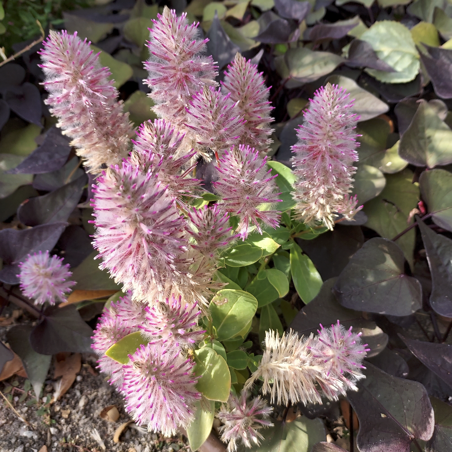 Ptilotus, Mulla mulla