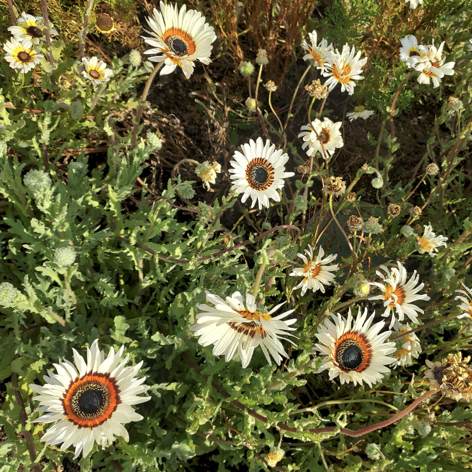 ‘Zulu Prince’ daisy