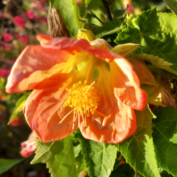 Abutilon