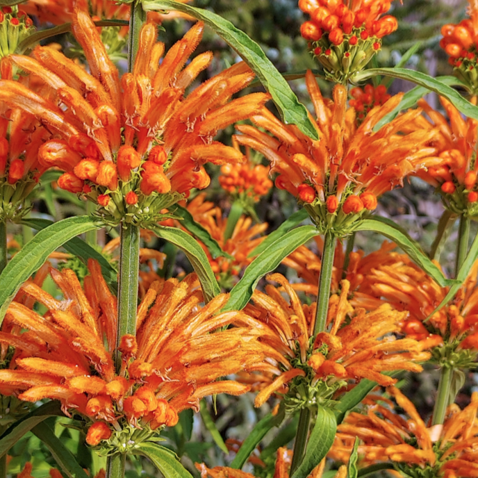 Leonotis, Lion’s tail