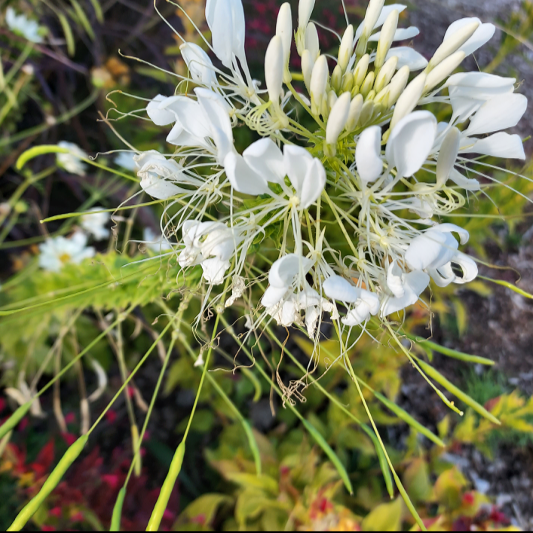 Cleome, Spider flower
