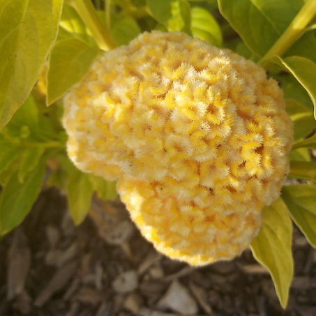 Celosia
