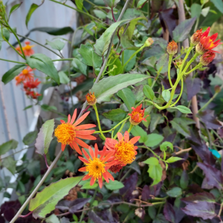 Pseudogynoxys, Mexican flame vine