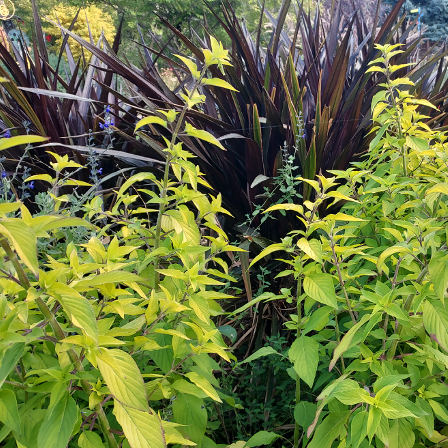 Pineapple sage, Pennisetum ‘First Knight'