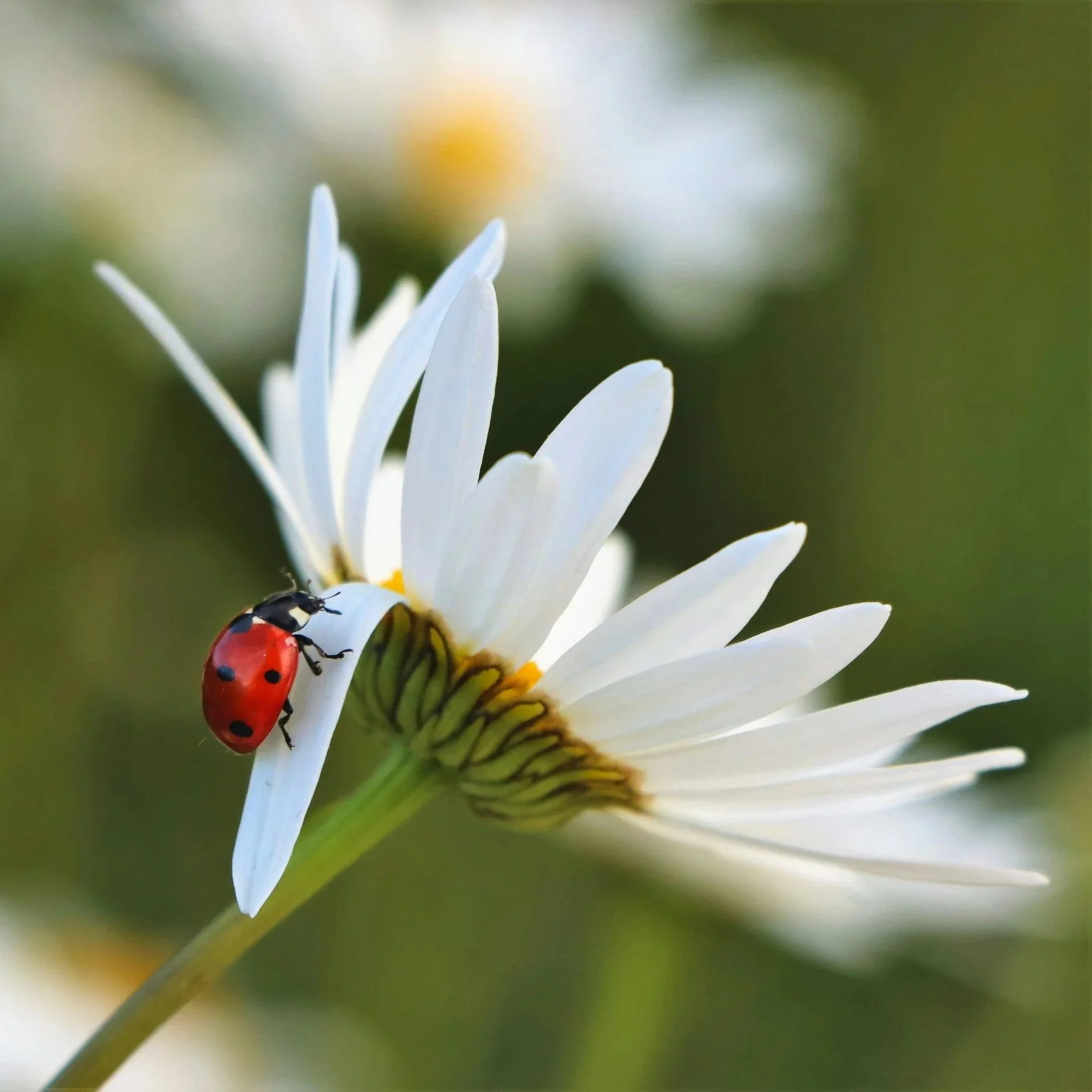 Ladybug image by Greg Rosenke