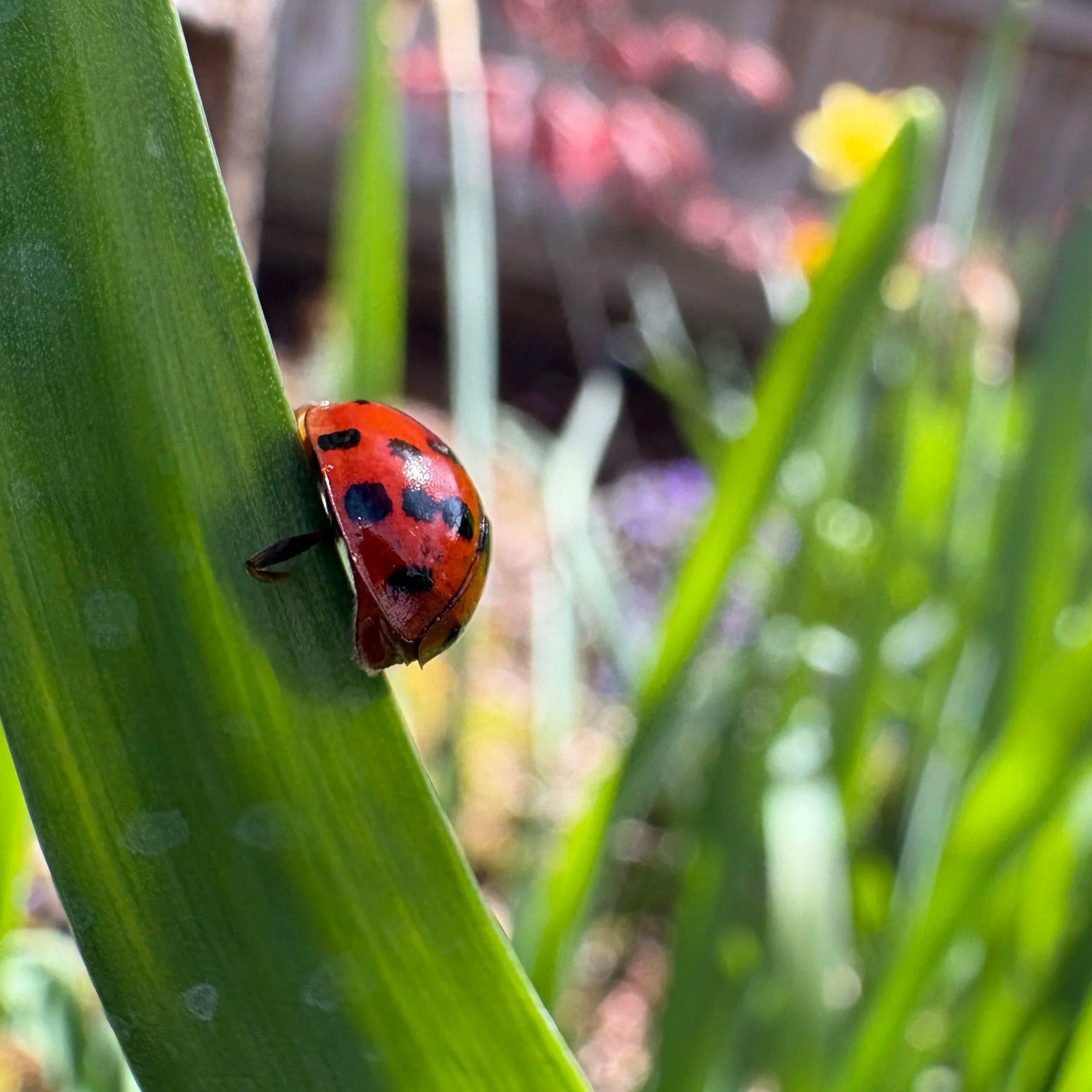 GUARDIANS OF THE GARDEN