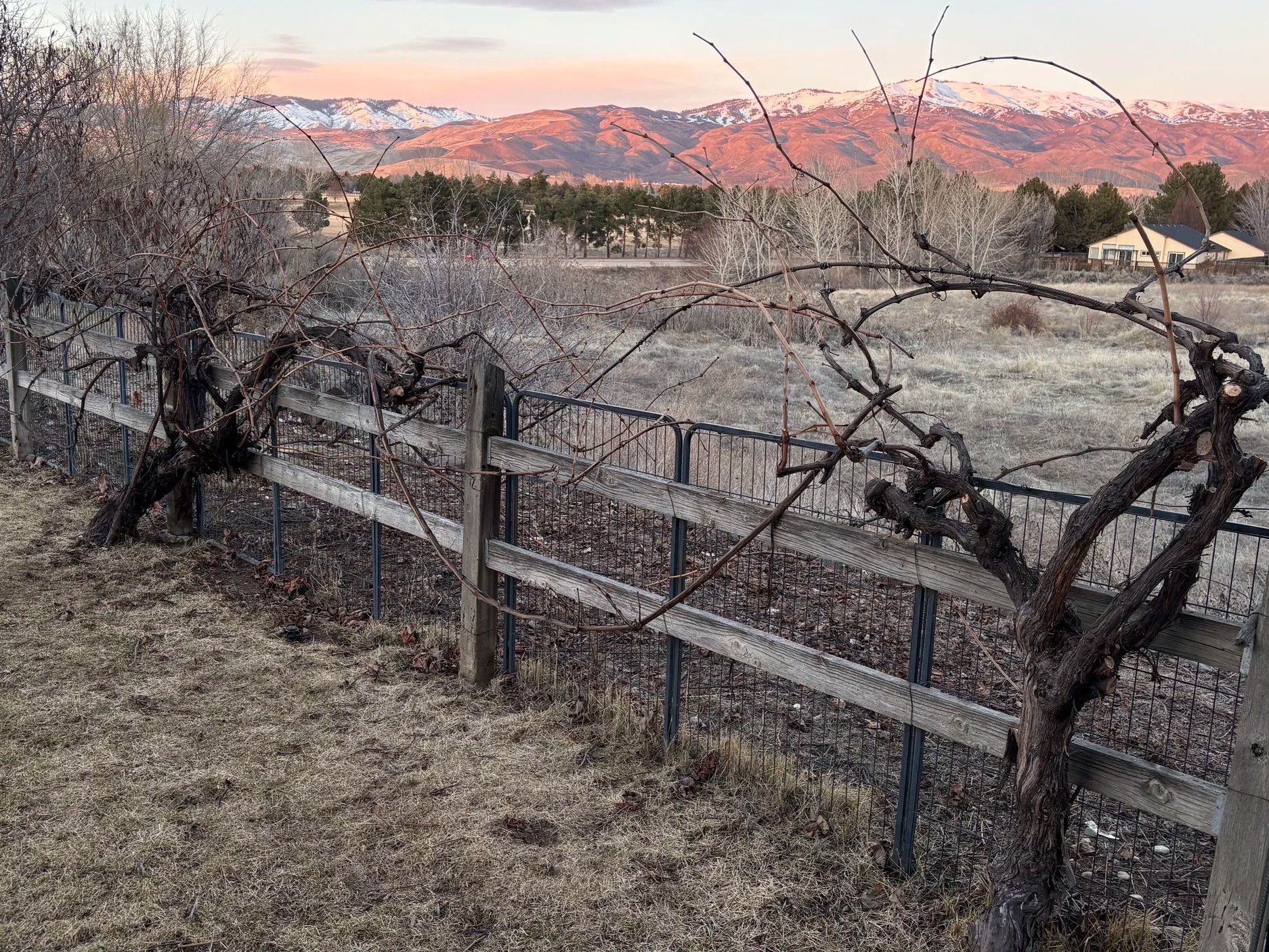 Grapes pruned with backdrop of colorful snowy mountains