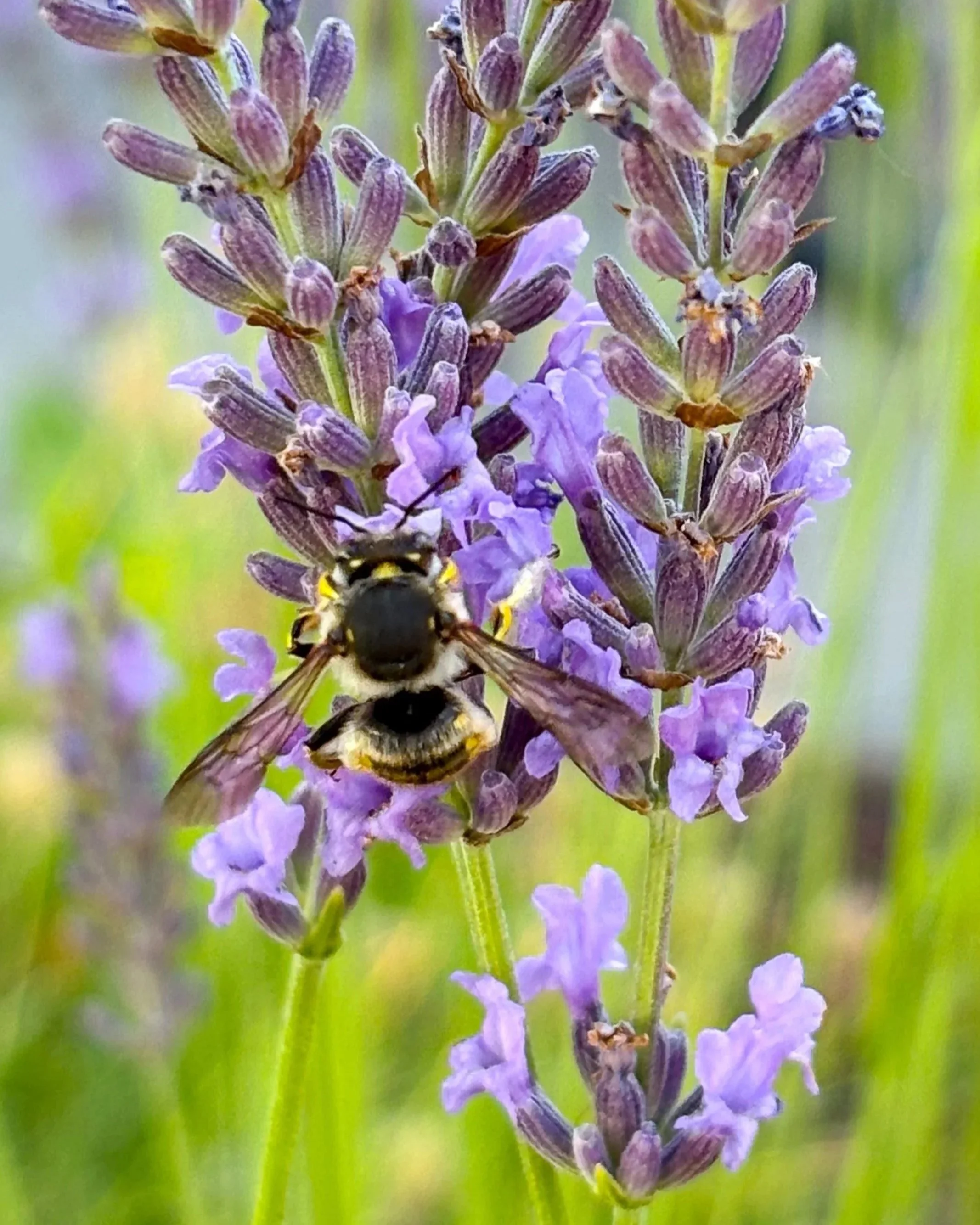 pollinating bee hanging on purple flower spikes