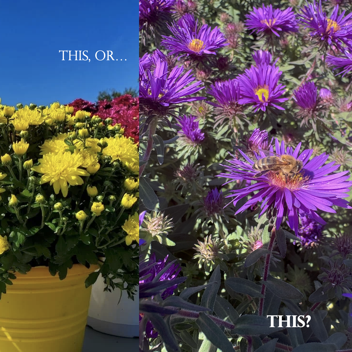 Containers of colorful chrysanthemums and purple asters with bee on it