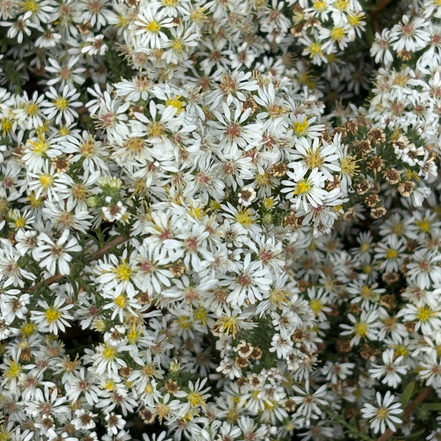 A mass of little white daisy flowers