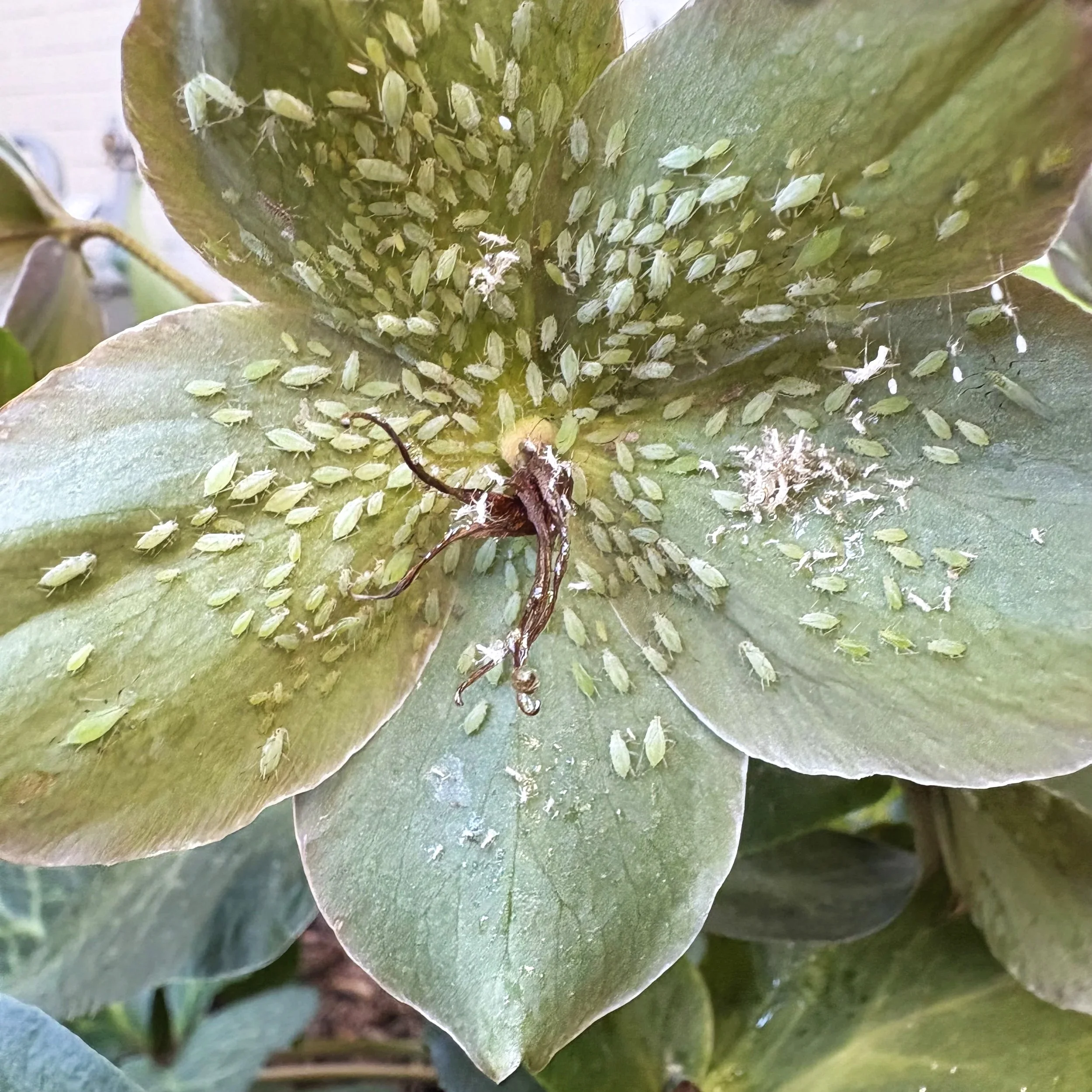 aphids on hellebore bloom