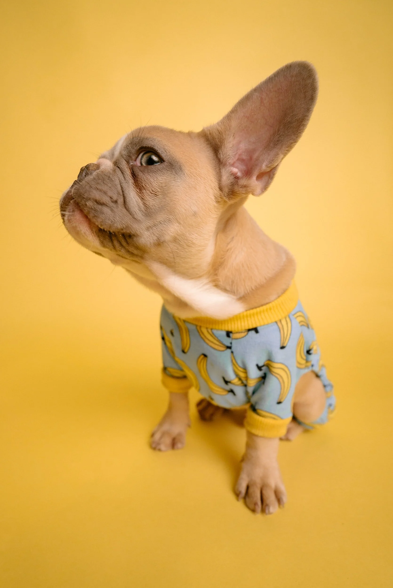 All Ears
