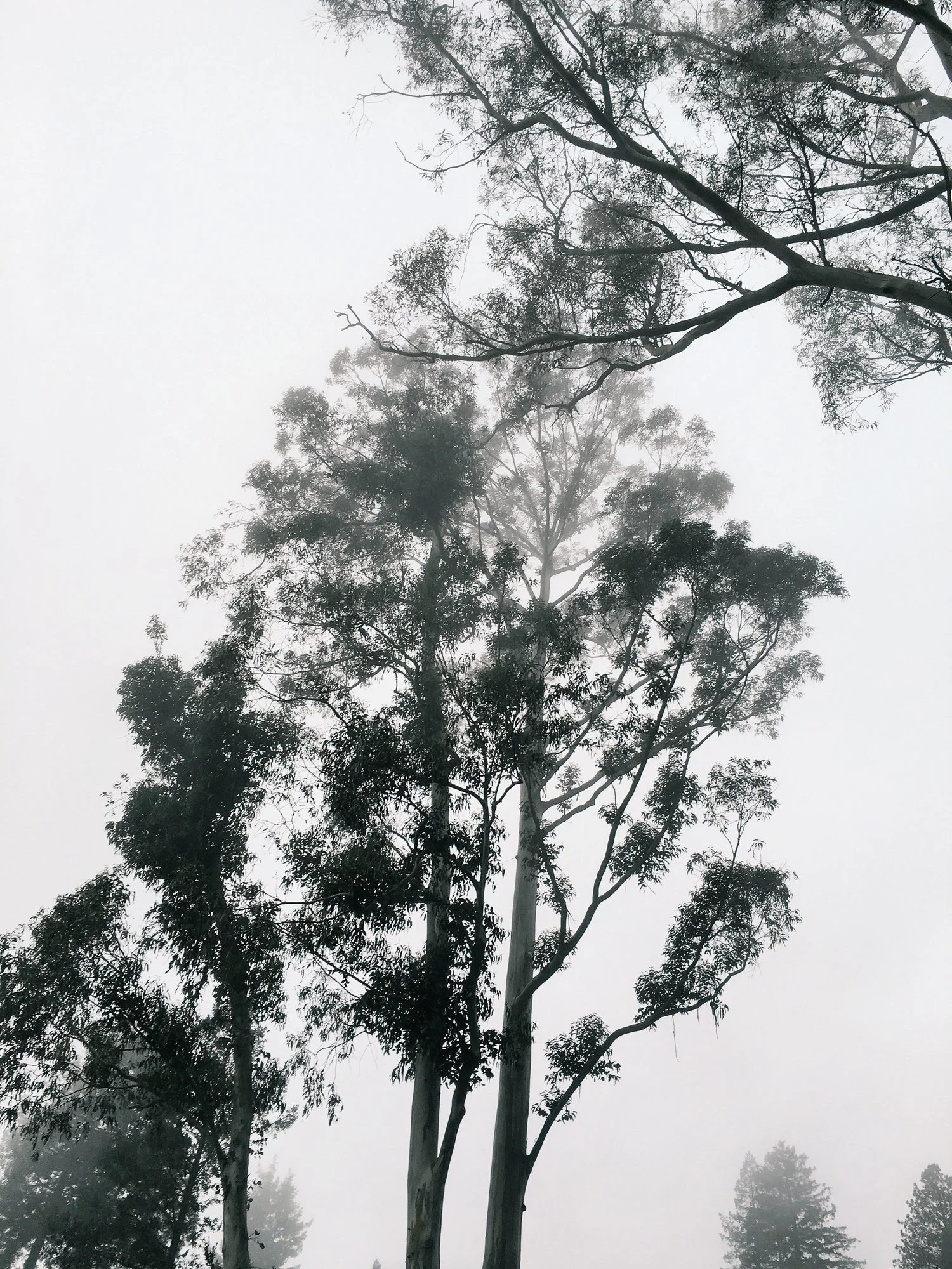 california, 2016