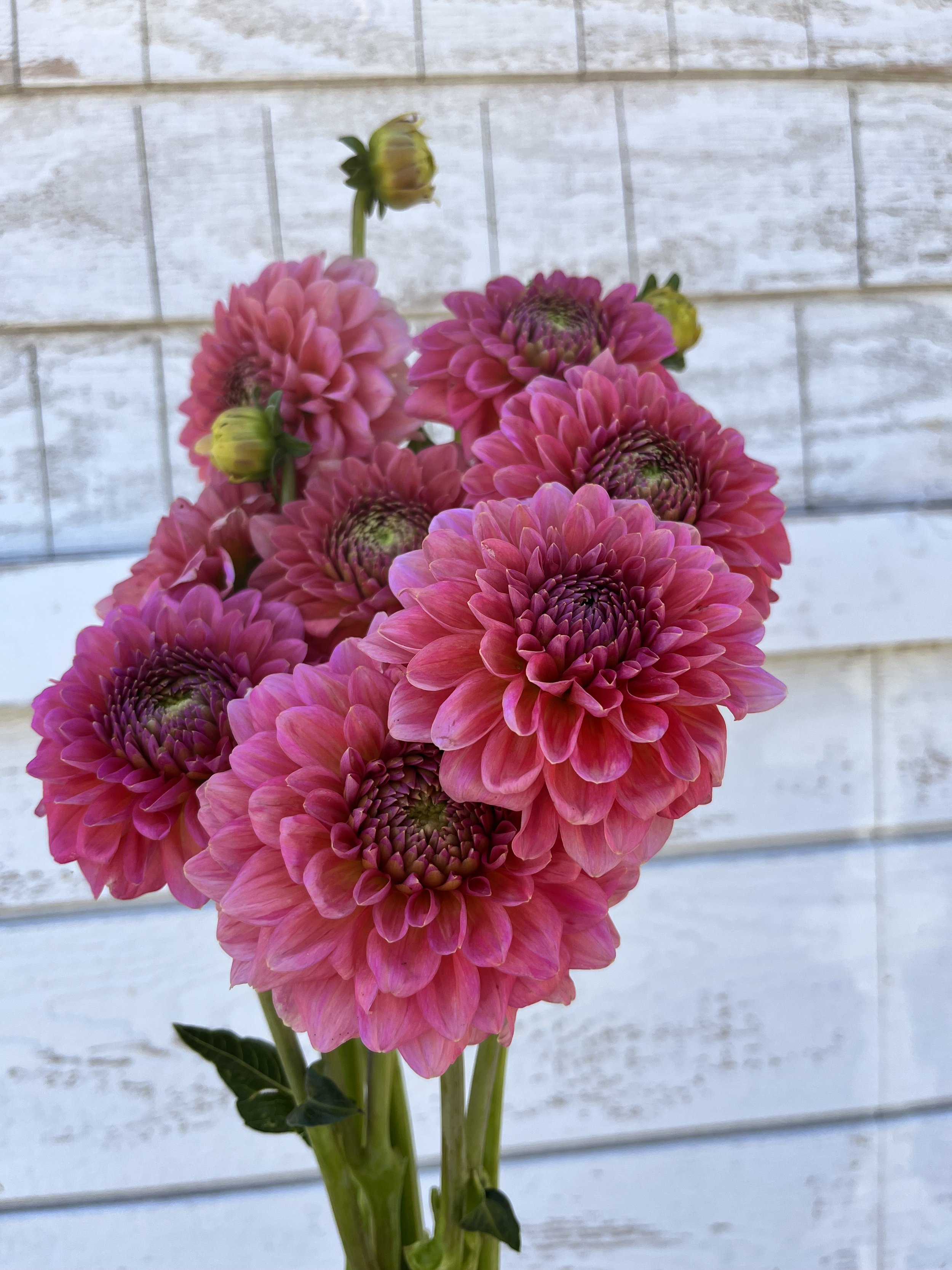 Dahlia_Lindas Baby3.jpg