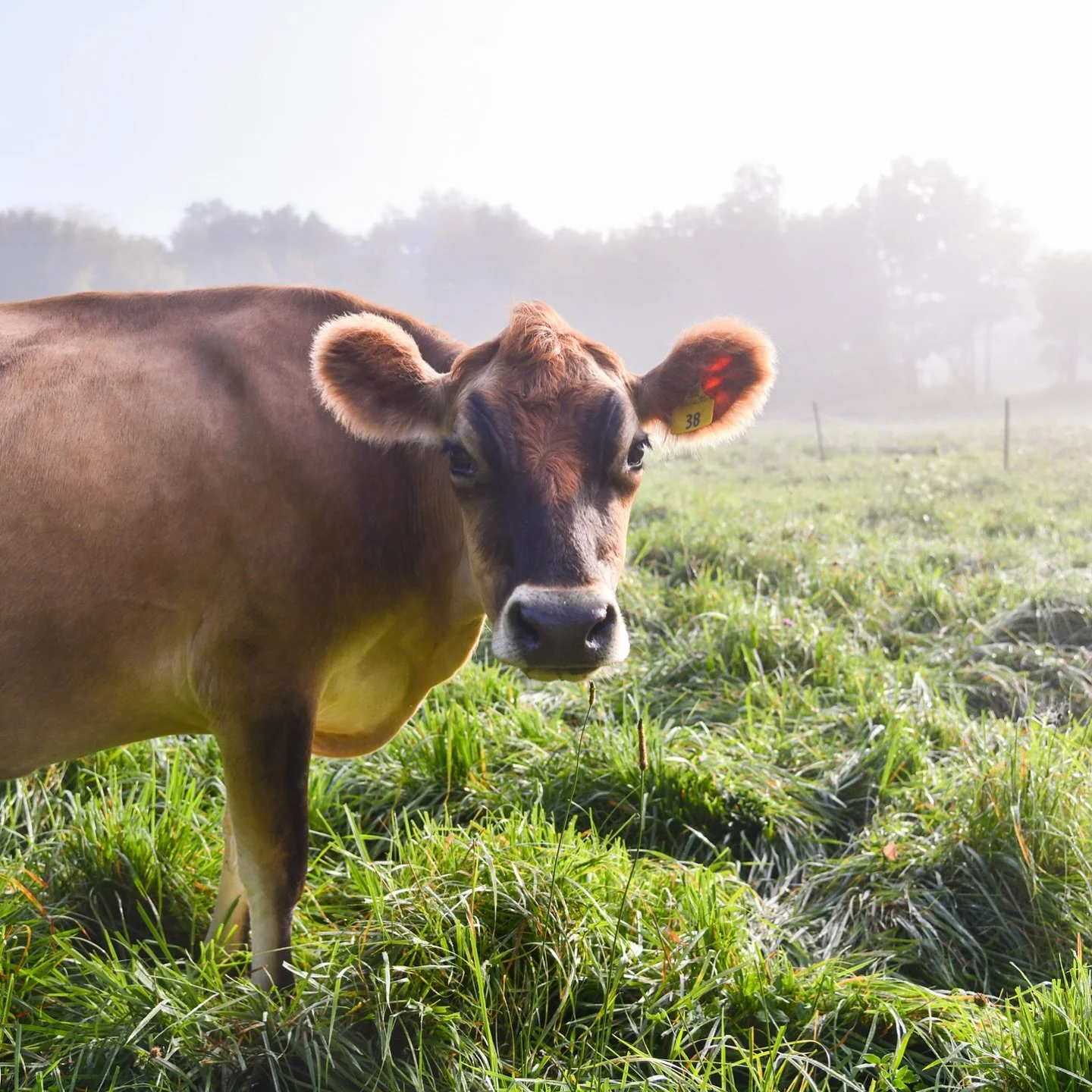 O Sweet Millie!
When searching for our second milk cow, I had a list of &ldquo;must haves&rdquo;. Obviously a Jersey, A2A2, young, etc. But one important trait was disposition.
See our previous milk cow was a boss cow. And there is nothing wrong with