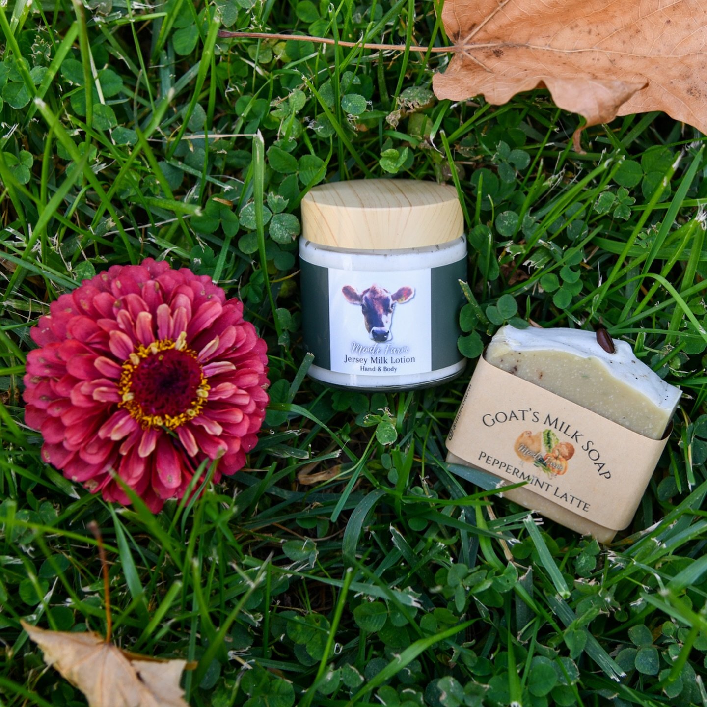 🍁Giveaway!!🍁
To celebrate the end of the flower season here on the farm, and our new Autumn Vibes soap &amp; lotion, TWO winners will receive at set of Millie&rsquo;s Jersey Milk lotion &amp; goats milk soap in the choice of Autumn Spice or Pepperm