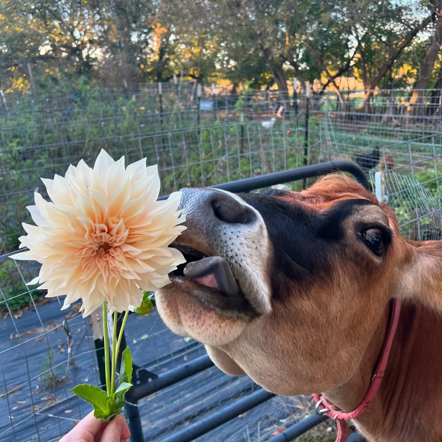 The Queen of Dahlias for the Queen of the farm 🐮
Dahlia digging has commenced, we are making way for tulips! 
Millie ate it immediately of course. 😂
This is a Cafe Au Lait mini, which is just a little smaller than the full size, but it makes a huge