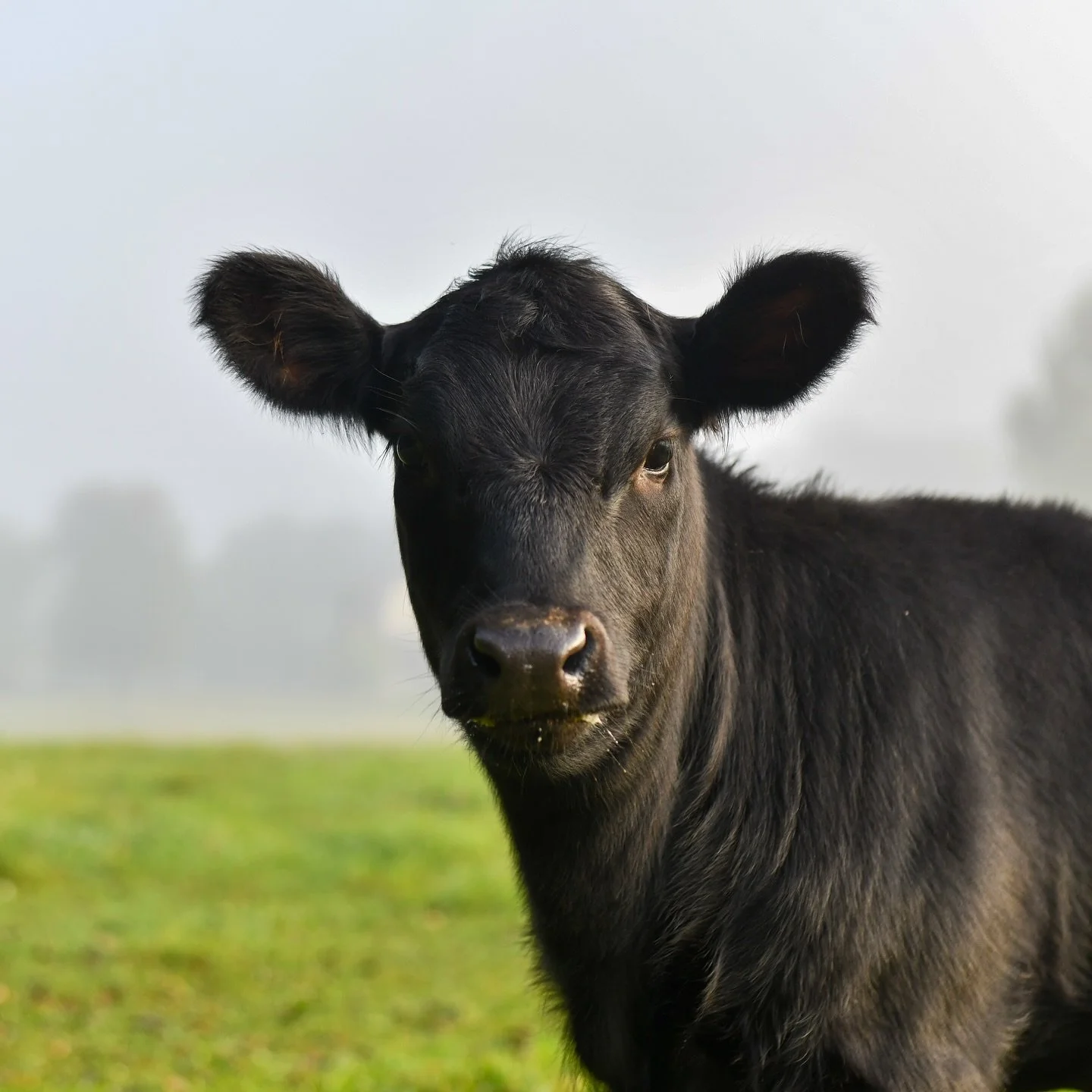 Mortie 💕
I&rsquo;m not sure if Millie contributed anything genetically. 😂
She definitely favors the angus side, personality &amp; angus round rear.🍑 She looks like Margo&rsquo;s (our angus heifer) calf (3rd pic!). 
It funny that besides enjoying t