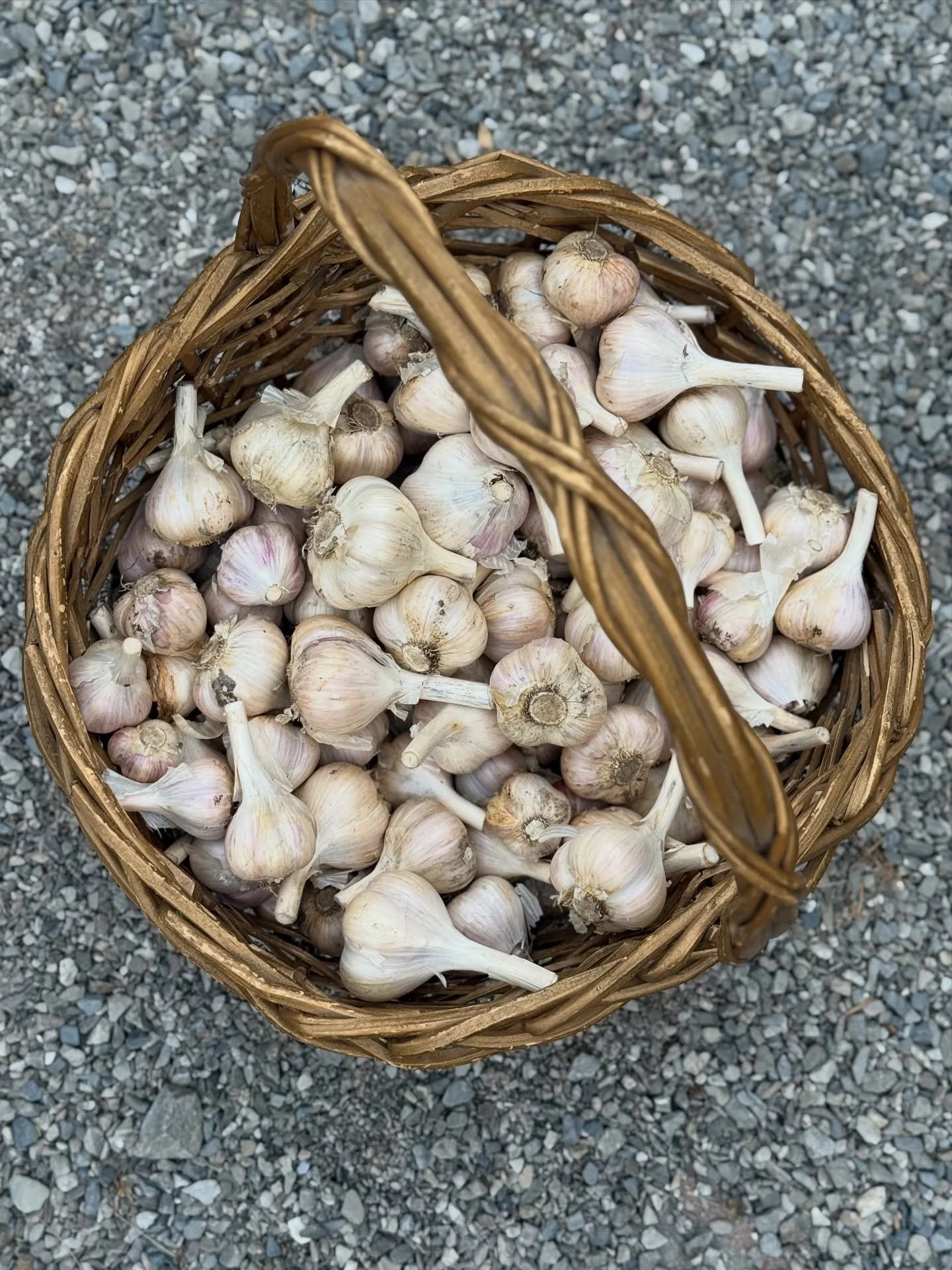 Garlic 🧄🧄
Thinking of adding garlic to your garden? I&rsquo;m here to tell you, it is a no brainer!! 🤩
I have experimented over the years with a variety of soft neck &amp; hard neck varieties. I now exclusively grow a hard neck variety called musi